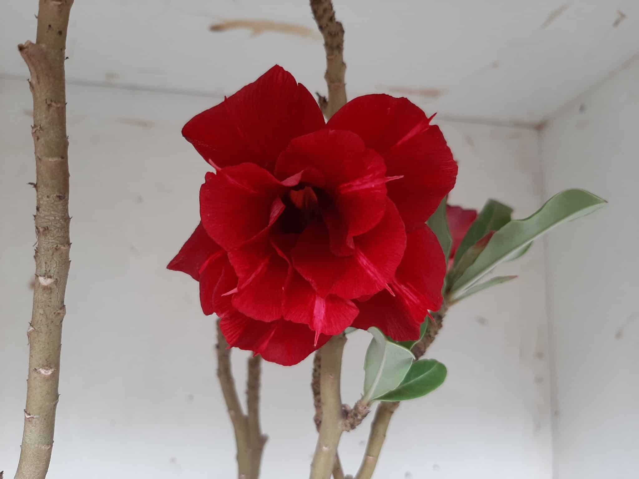 Planta Dobrada 1297 – 55cm – 03 anos