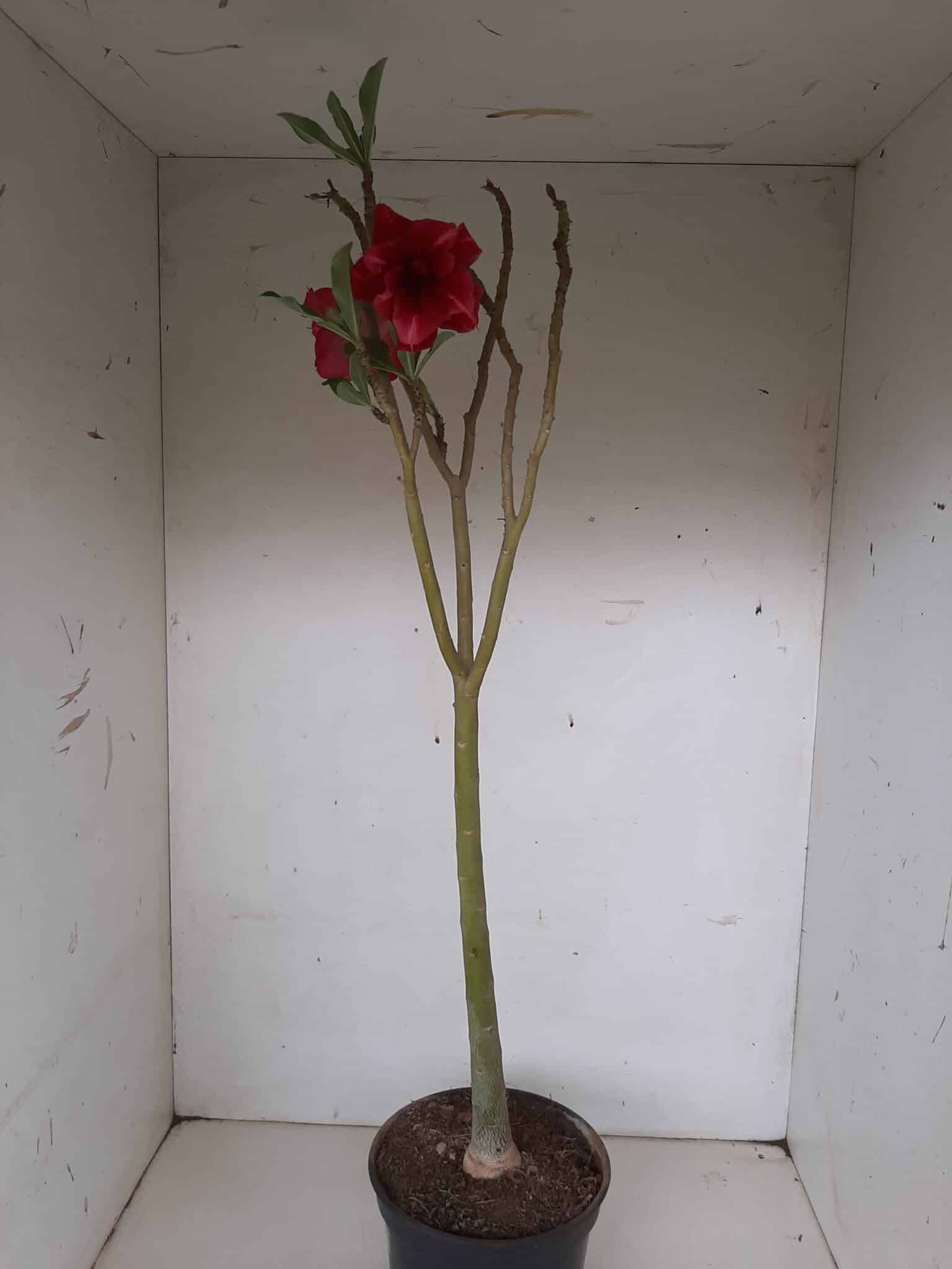 Planta Dobrada 1297 – 55cm – 03 anos