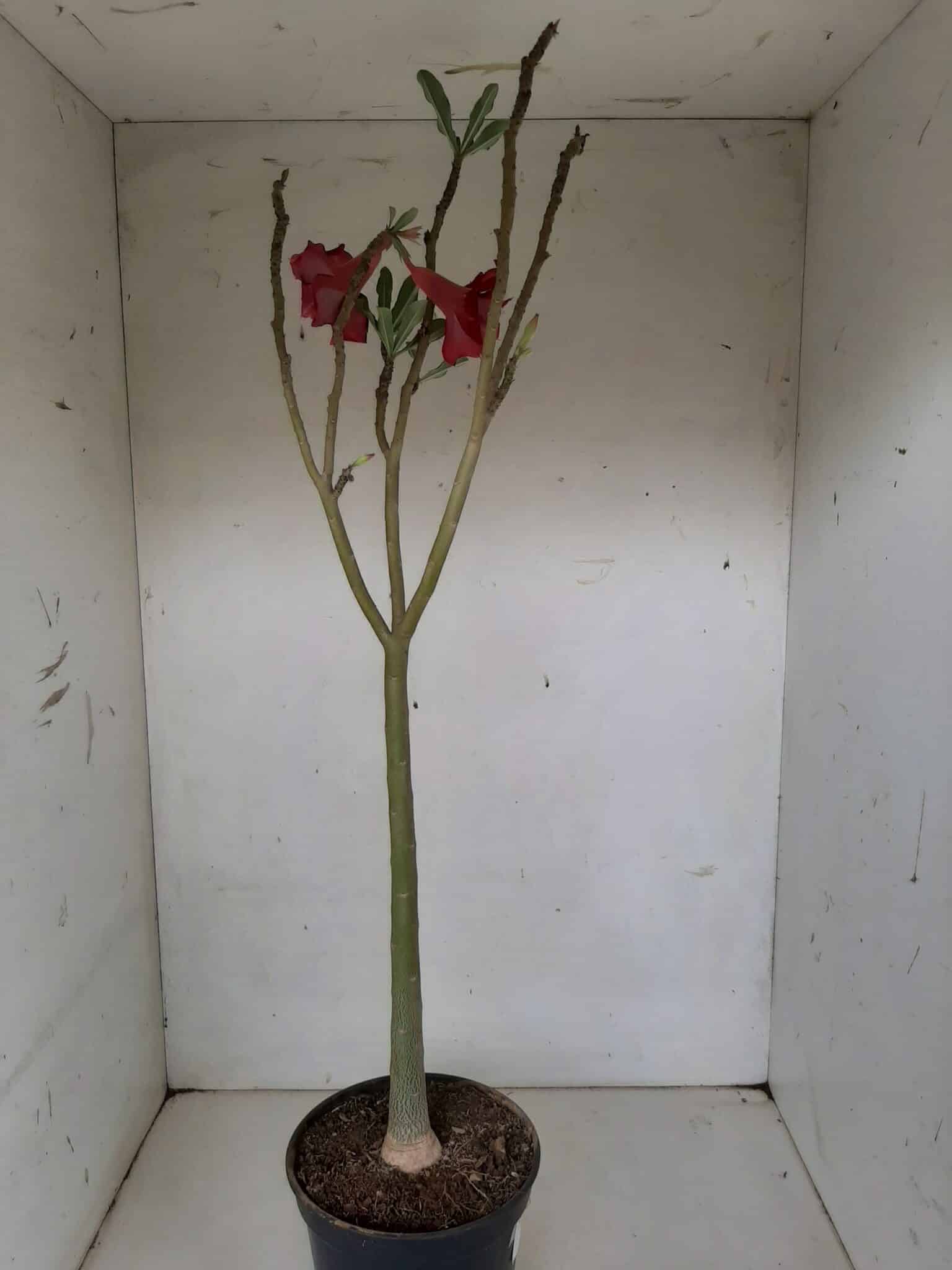 Planta Dobrada 1297 – 55cm – 03 anos