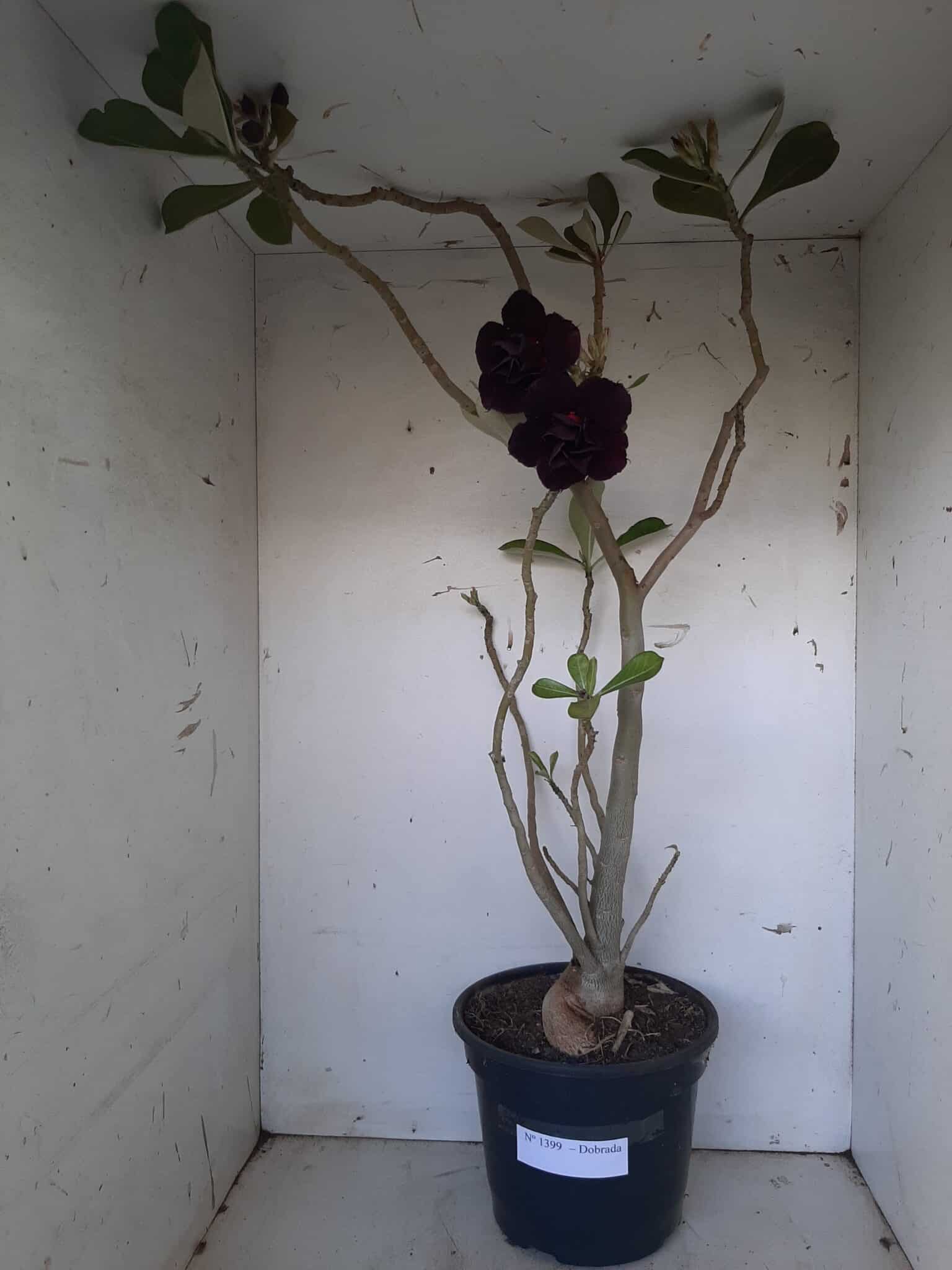 Planta Dobrada 1399 – 75cm – 04 anos
