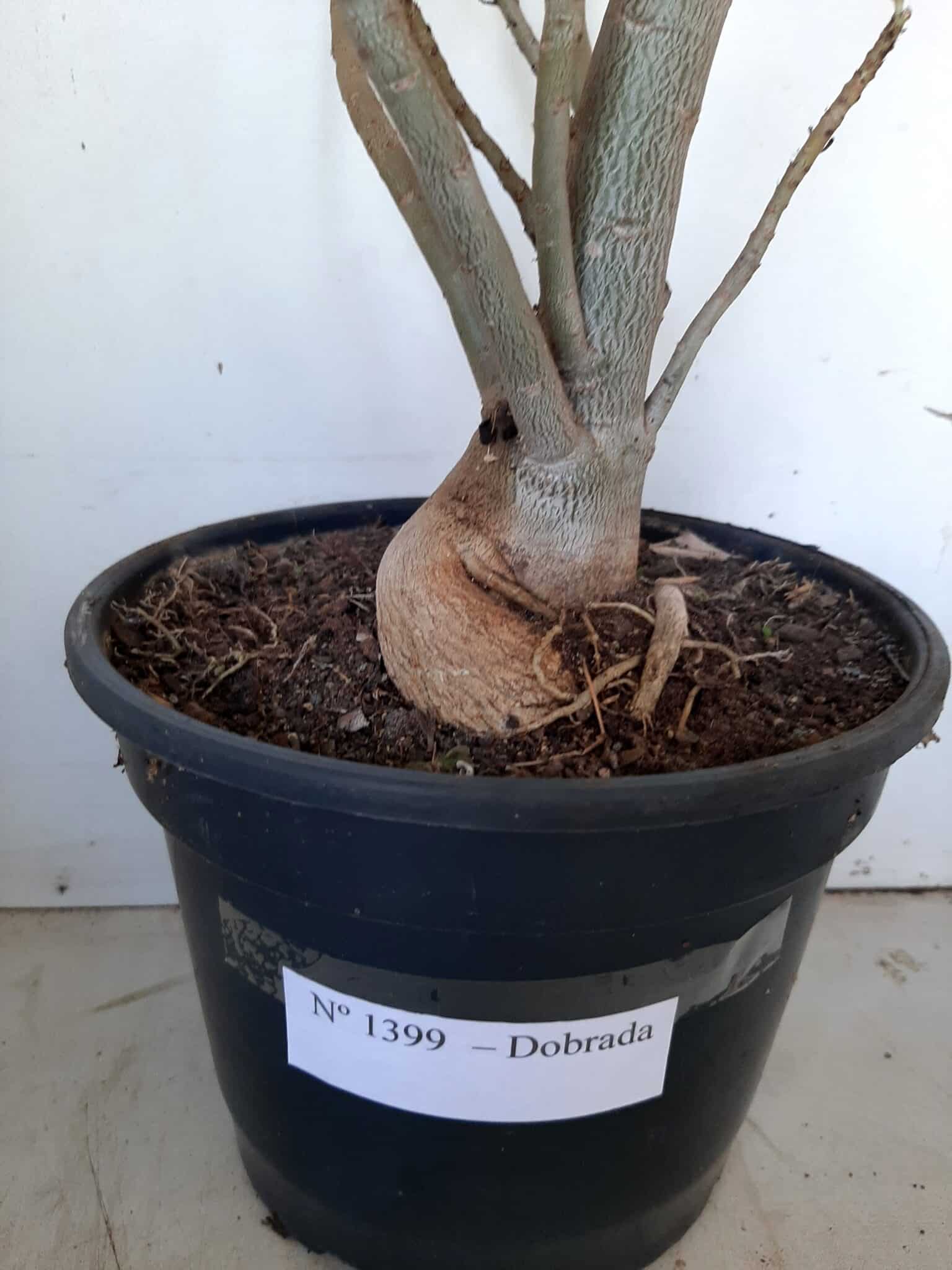 Planta Dobrada 1399 – 75cm – 04 anos