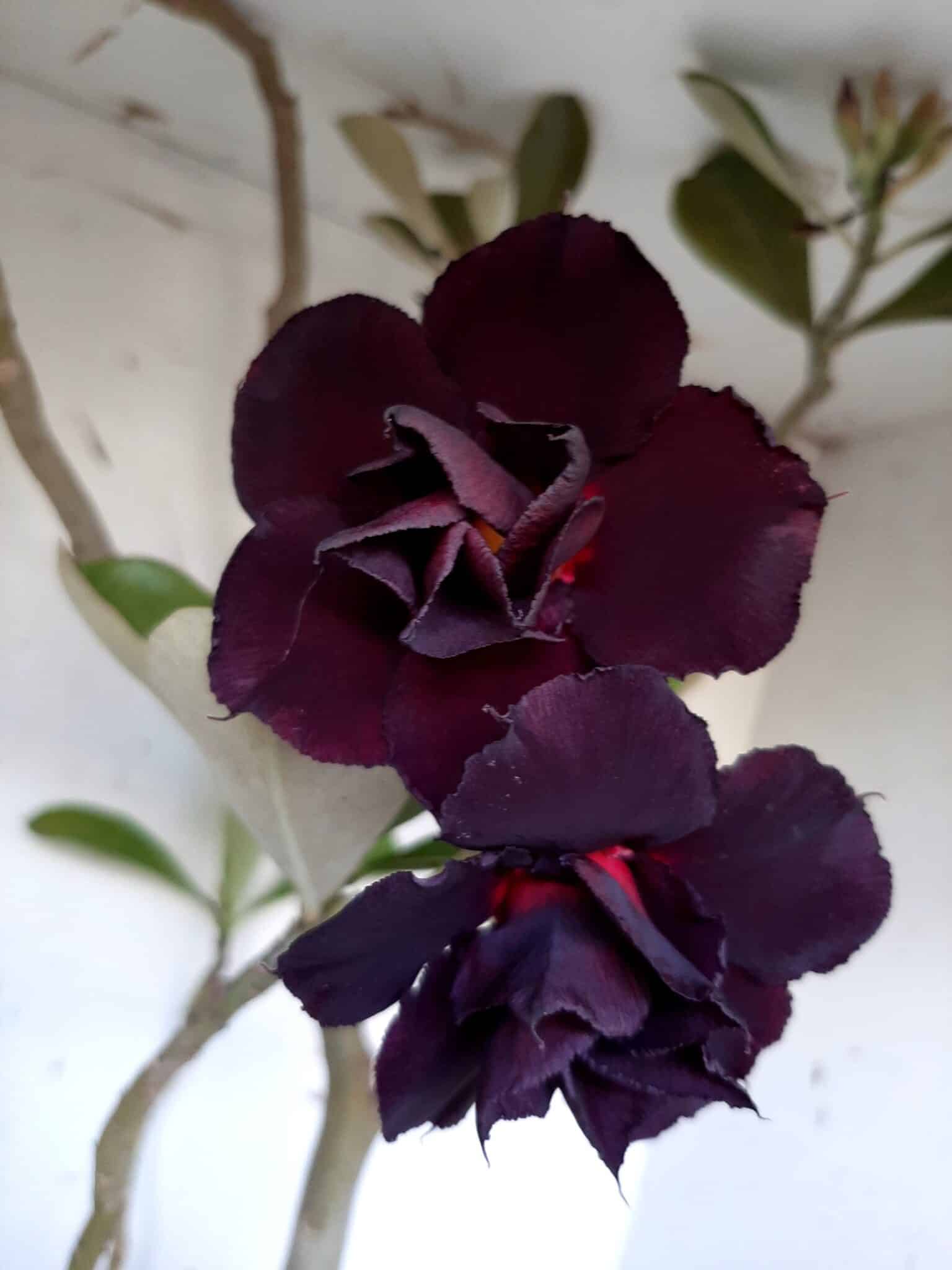 Planta Dobrada 1399 – 75cm – 04 anos