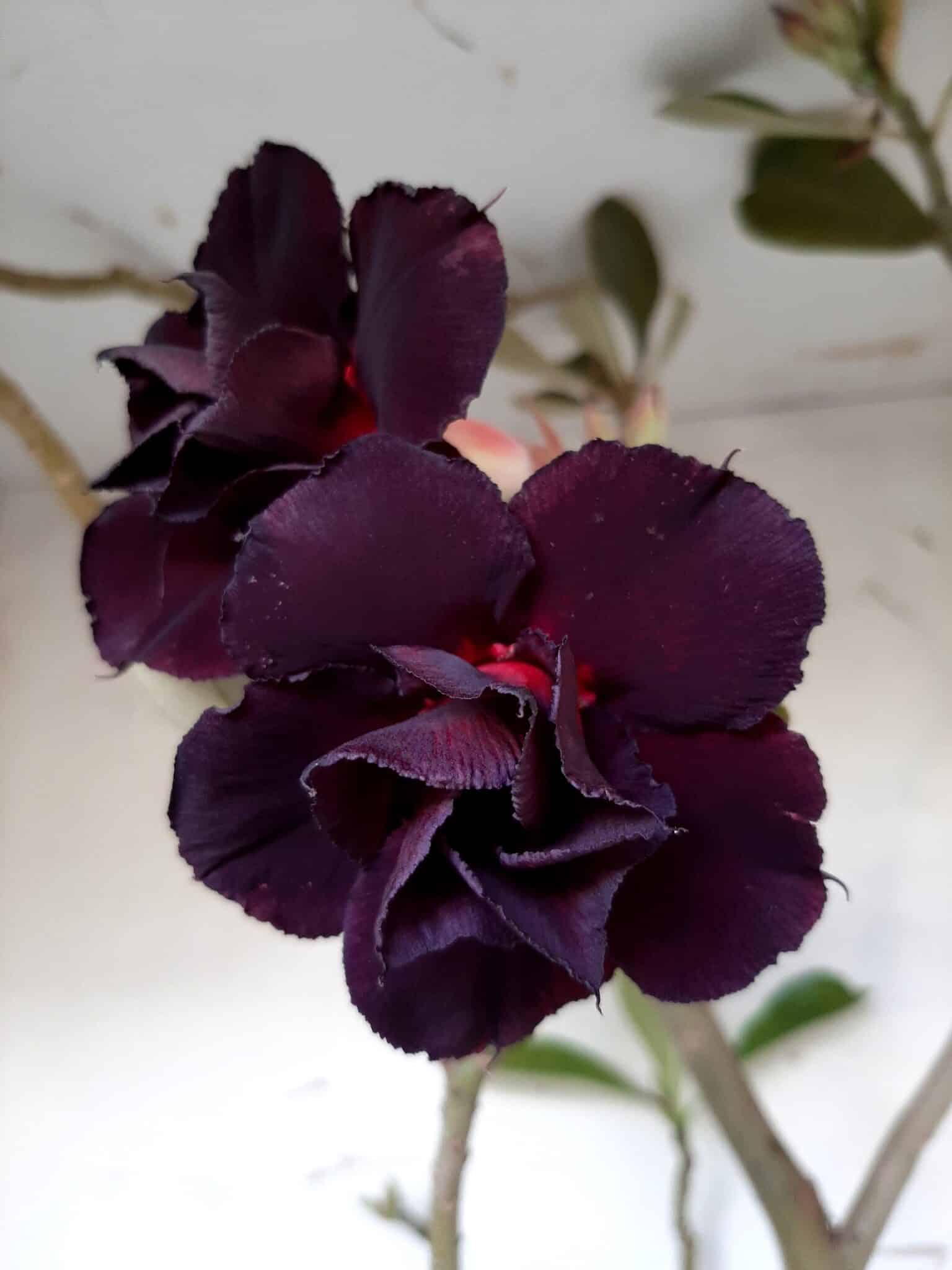Planta Dobrada 1399 – 75cm – 04 anos