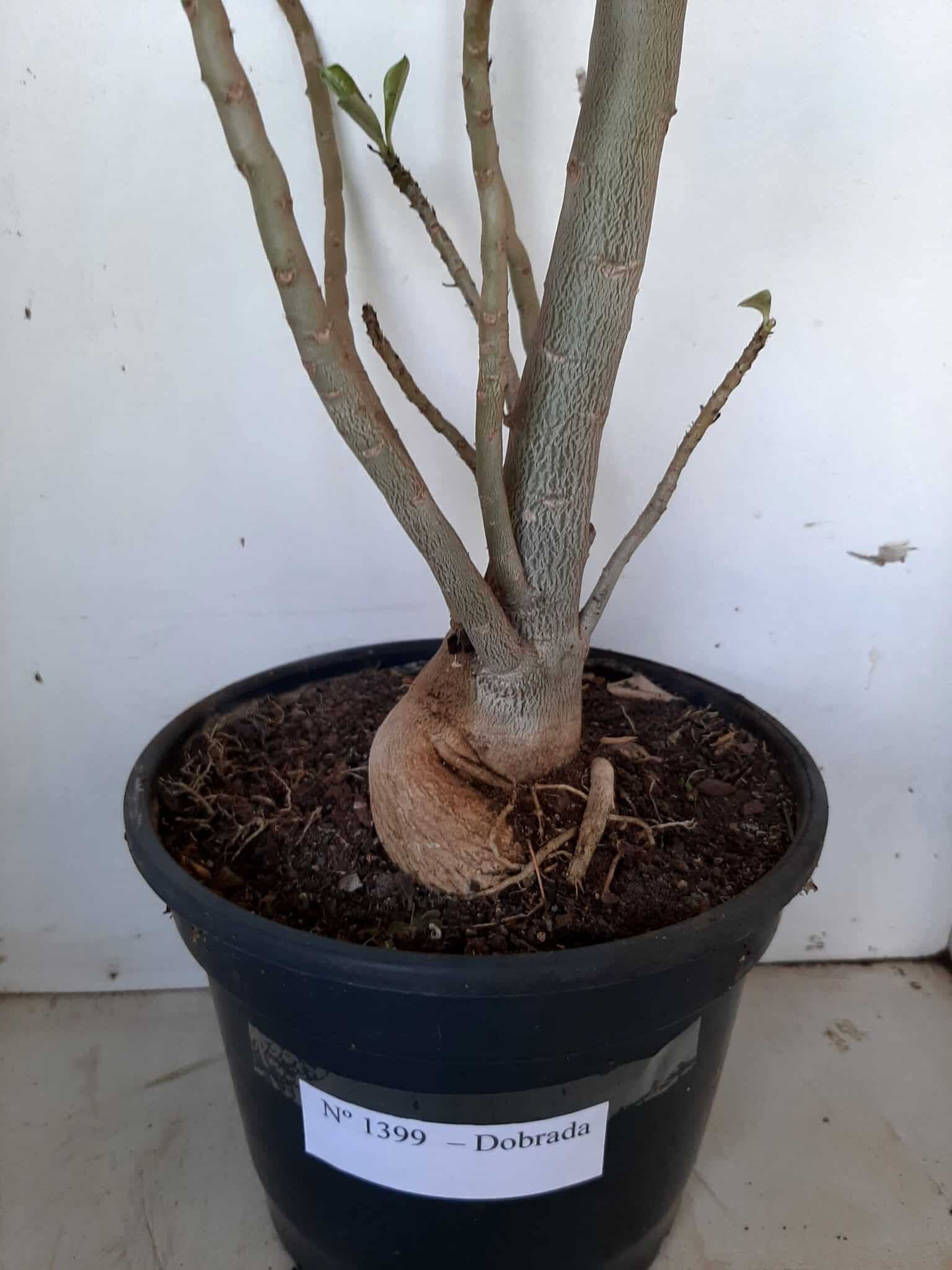 Planta Dobrada 1399 – 75cm – 04 anos