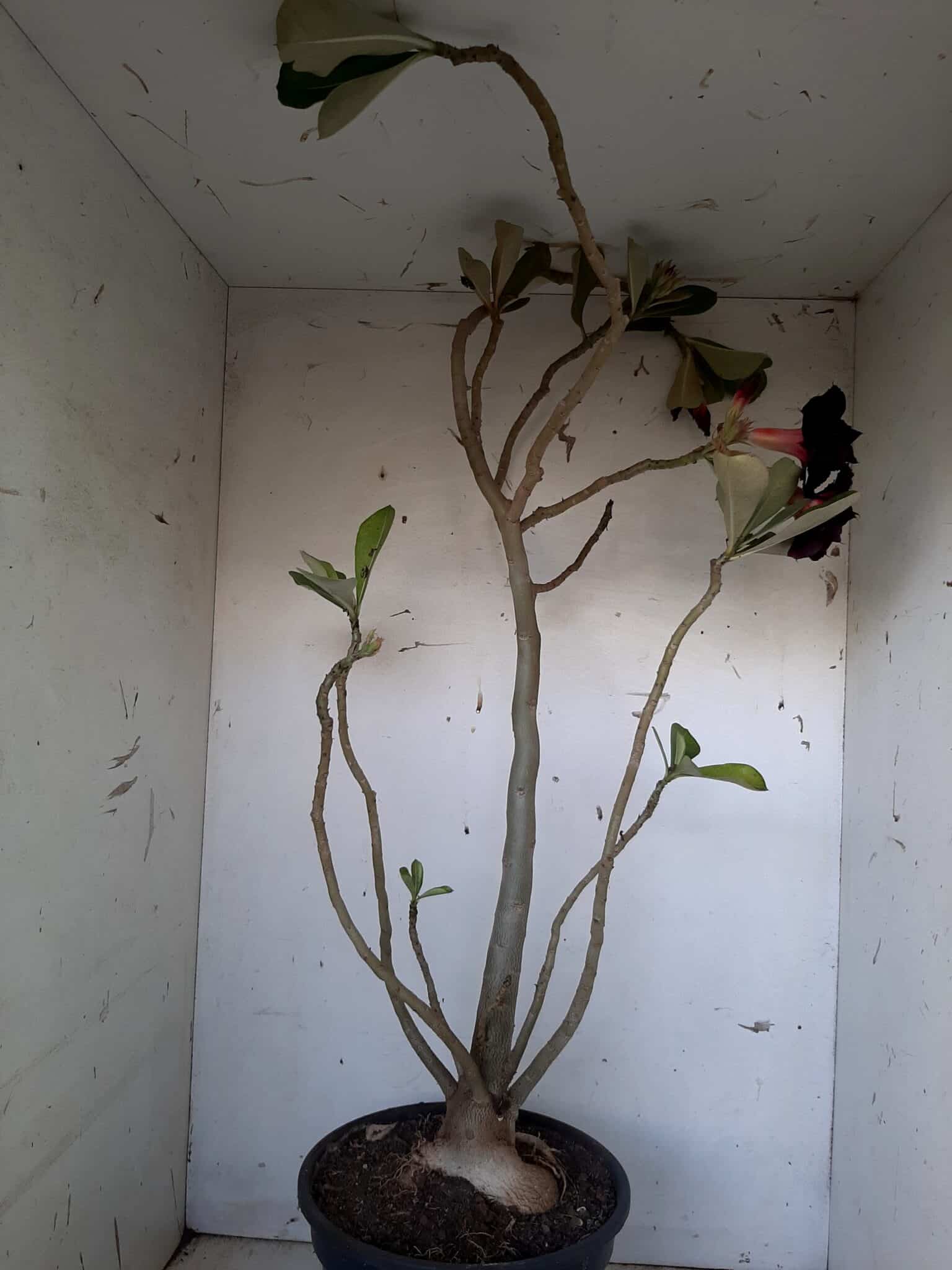 Planta Dobrada 1399 – 75cm – 04 anos