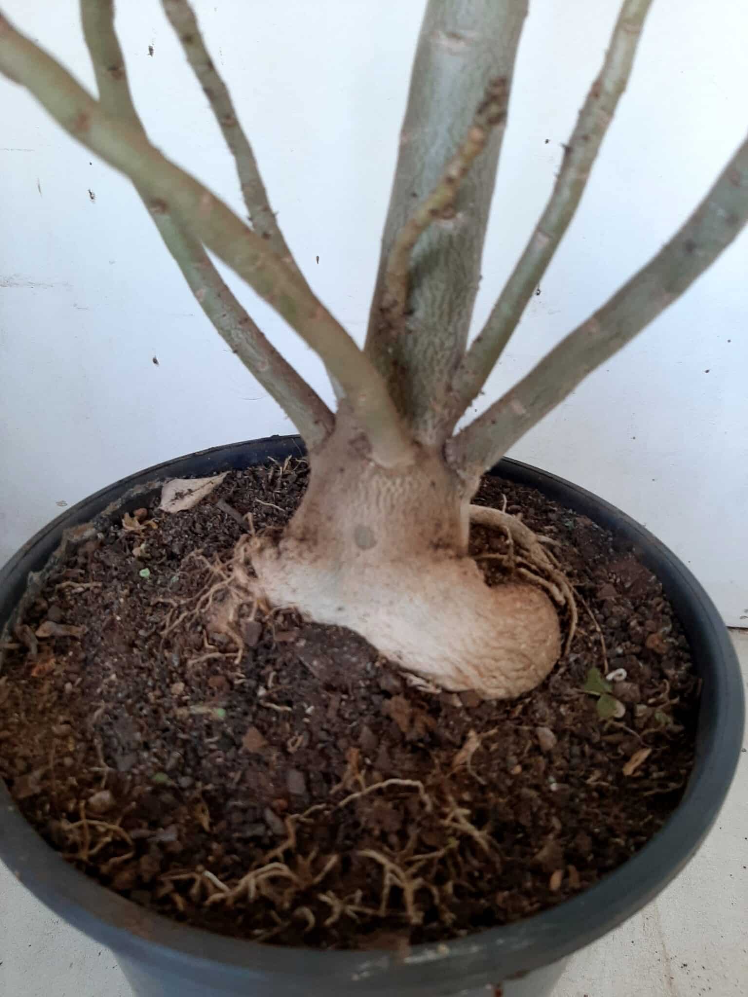 Planta Dobrada 1399 – 75cm – 04 anos