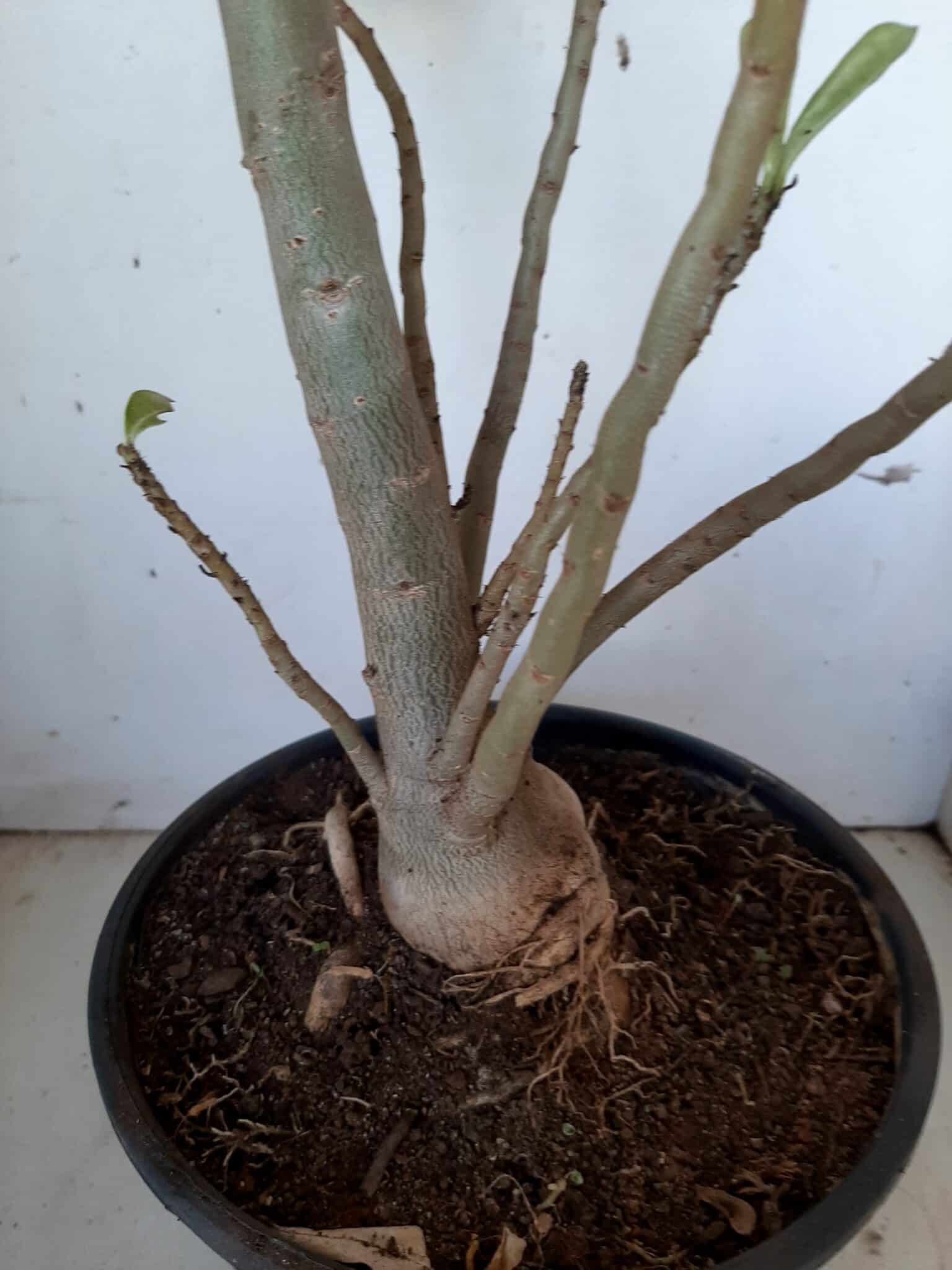 Planta Dobrada 1399 – 75cm – 04 anos