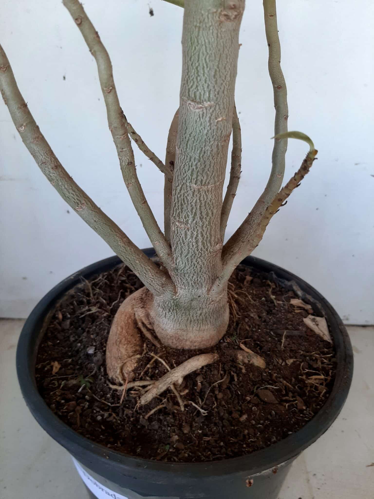 Planta Dobrada 1399 – 75cm – 04 anos