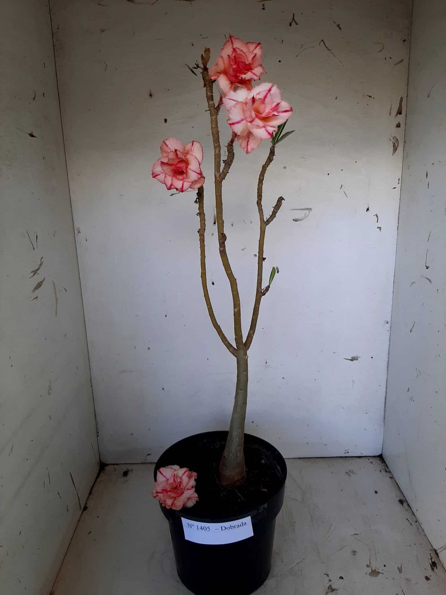 Planta Dobrada 1405 – 35cm – 02 anos