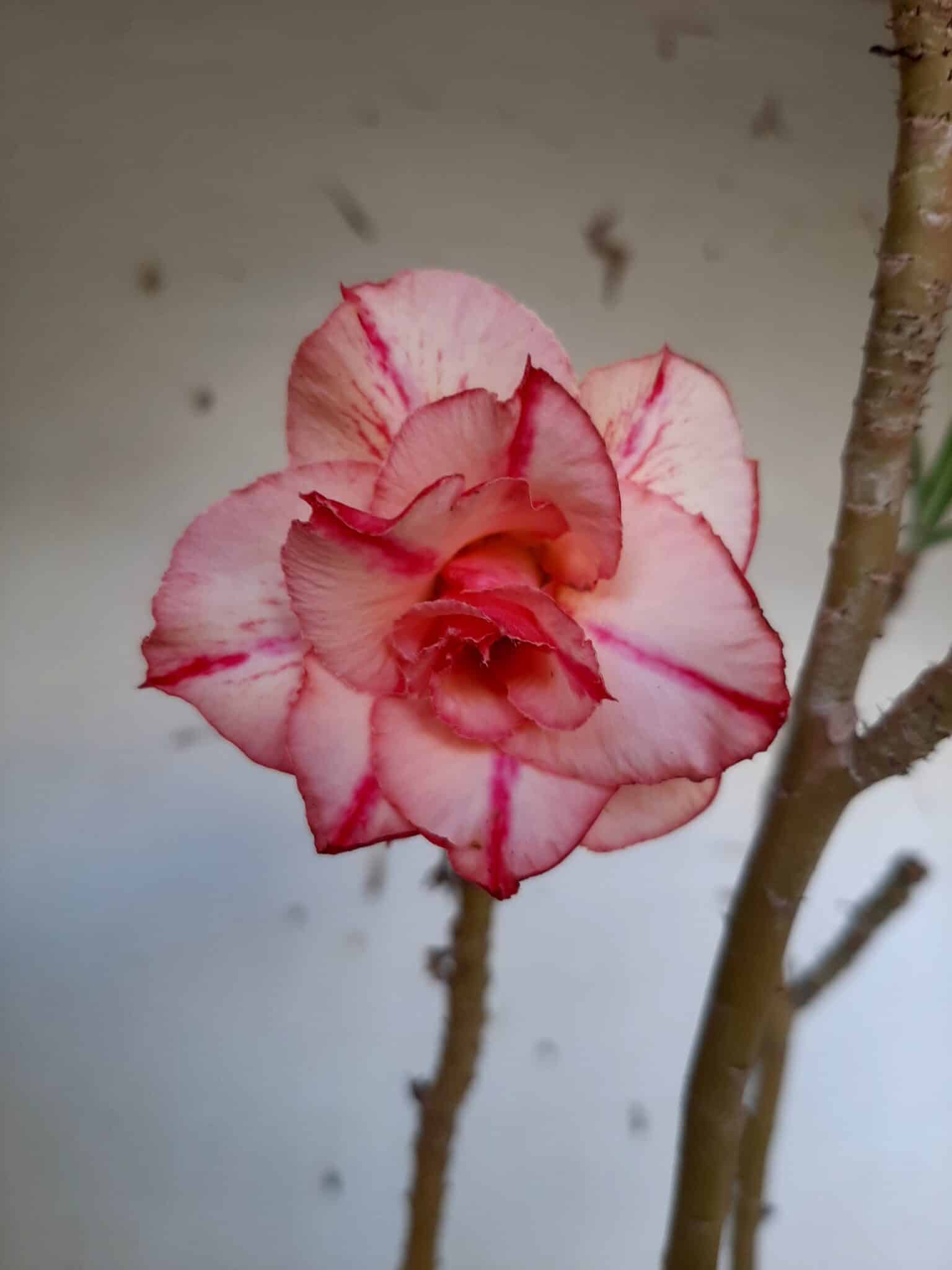 Planta Dobrada 1405 – 35cm – 02 anos