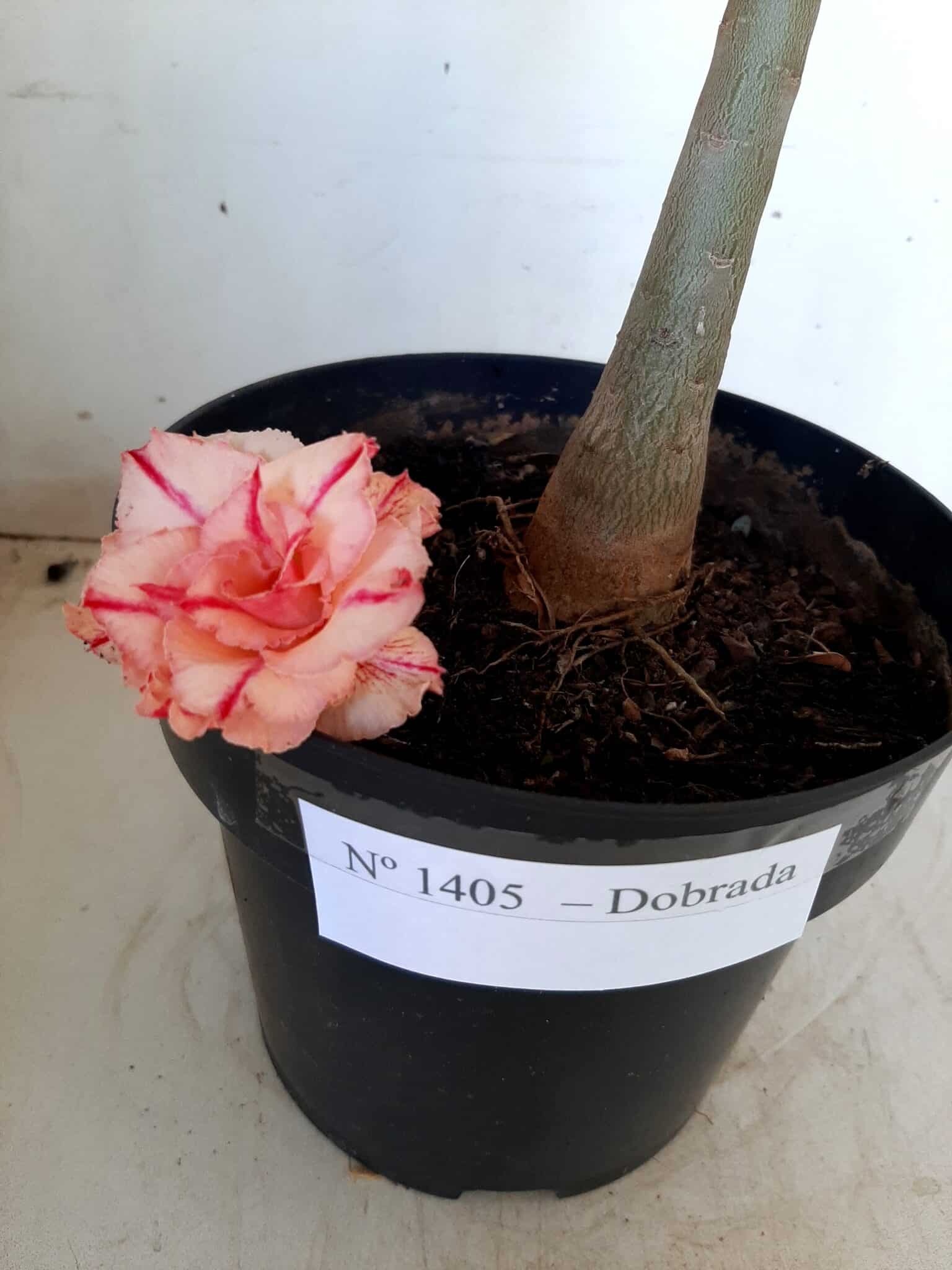Planta Dobrada 1405 – 35cm – 02 anos