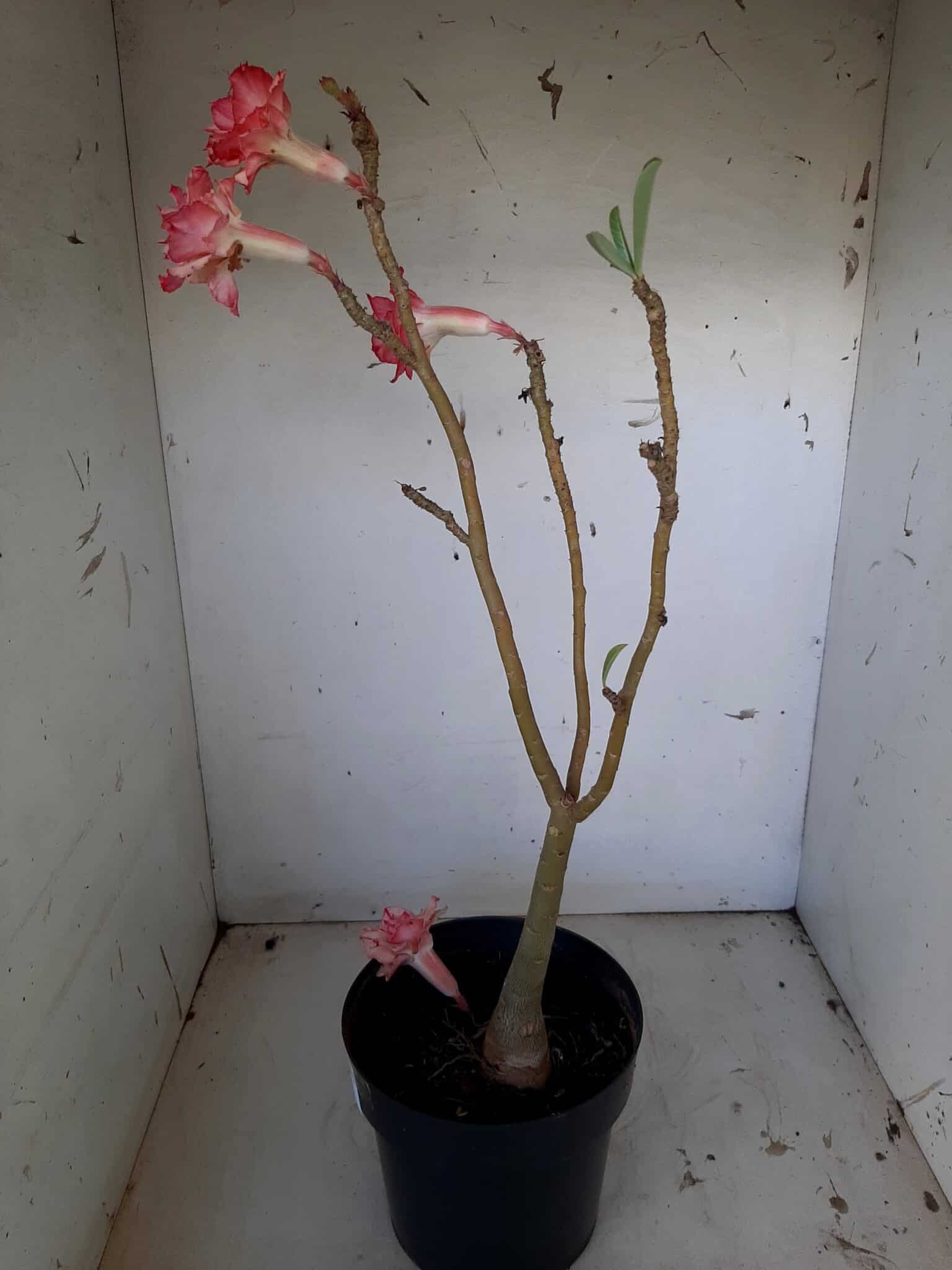 Planta Dobrada 1405 – 35cm – 02 anos