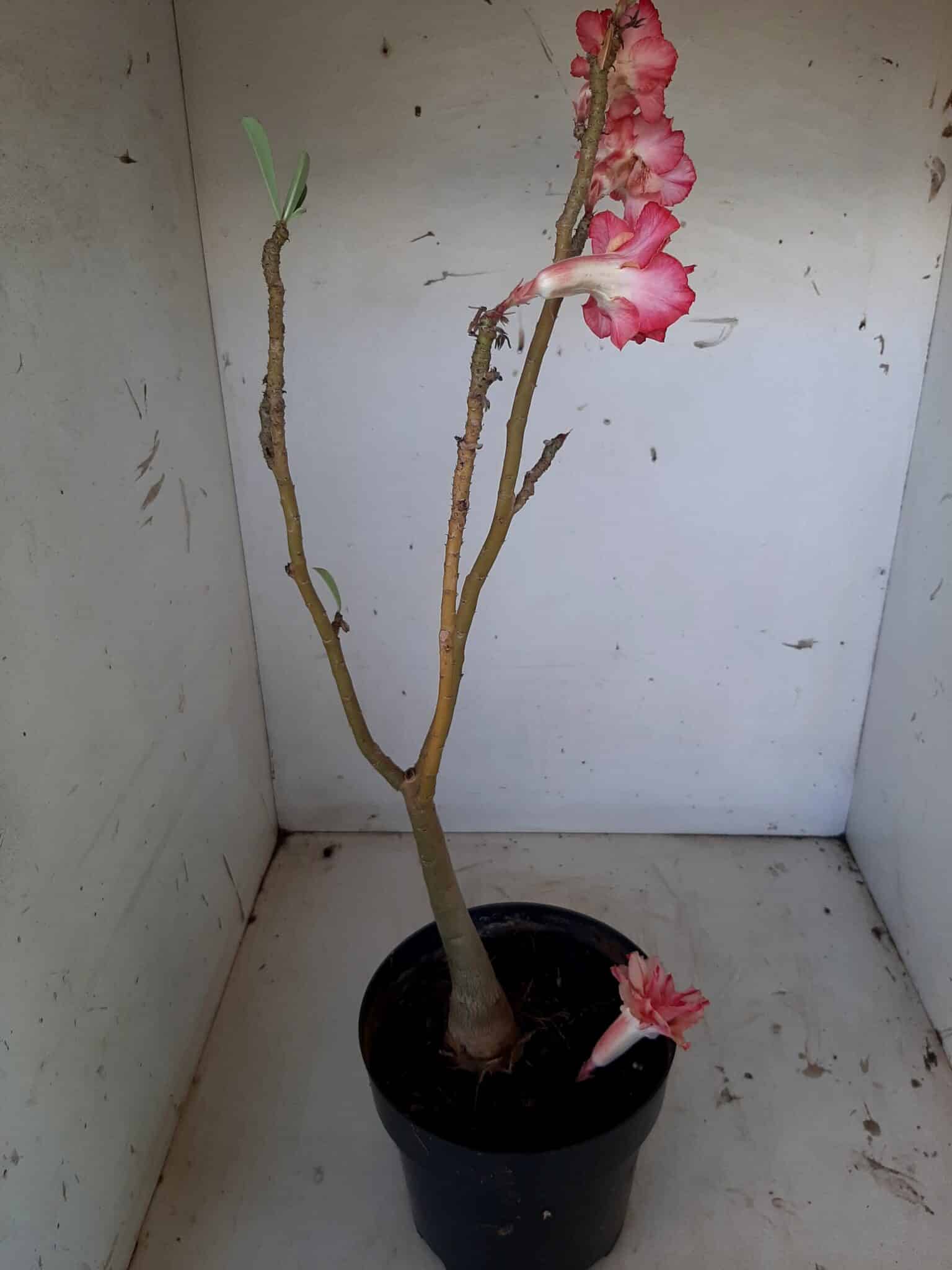 Planta Dobrada 1405 – 35cm – 02 anos