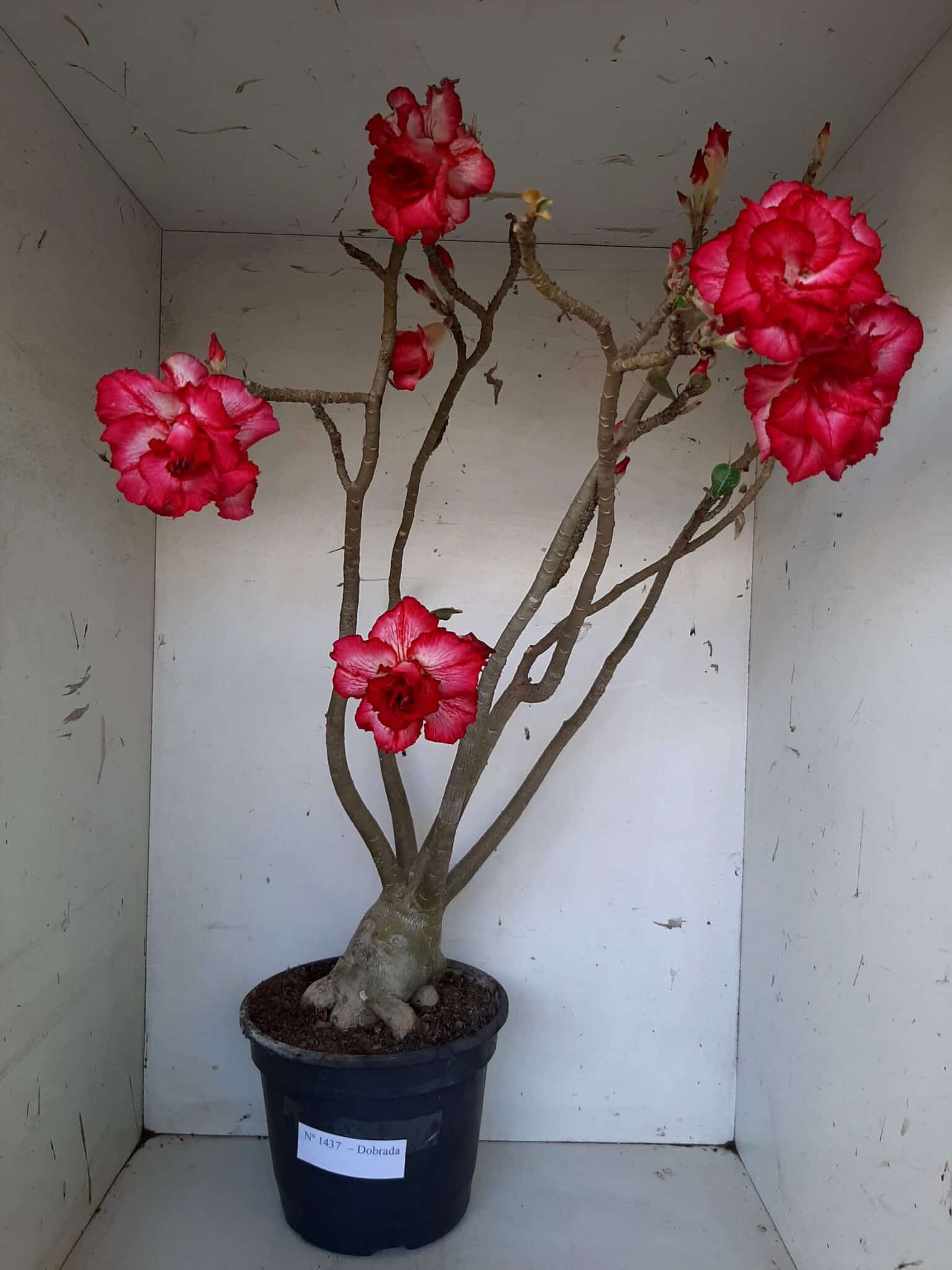 Planta Dobrada 1437 – 60cm – 05 anos