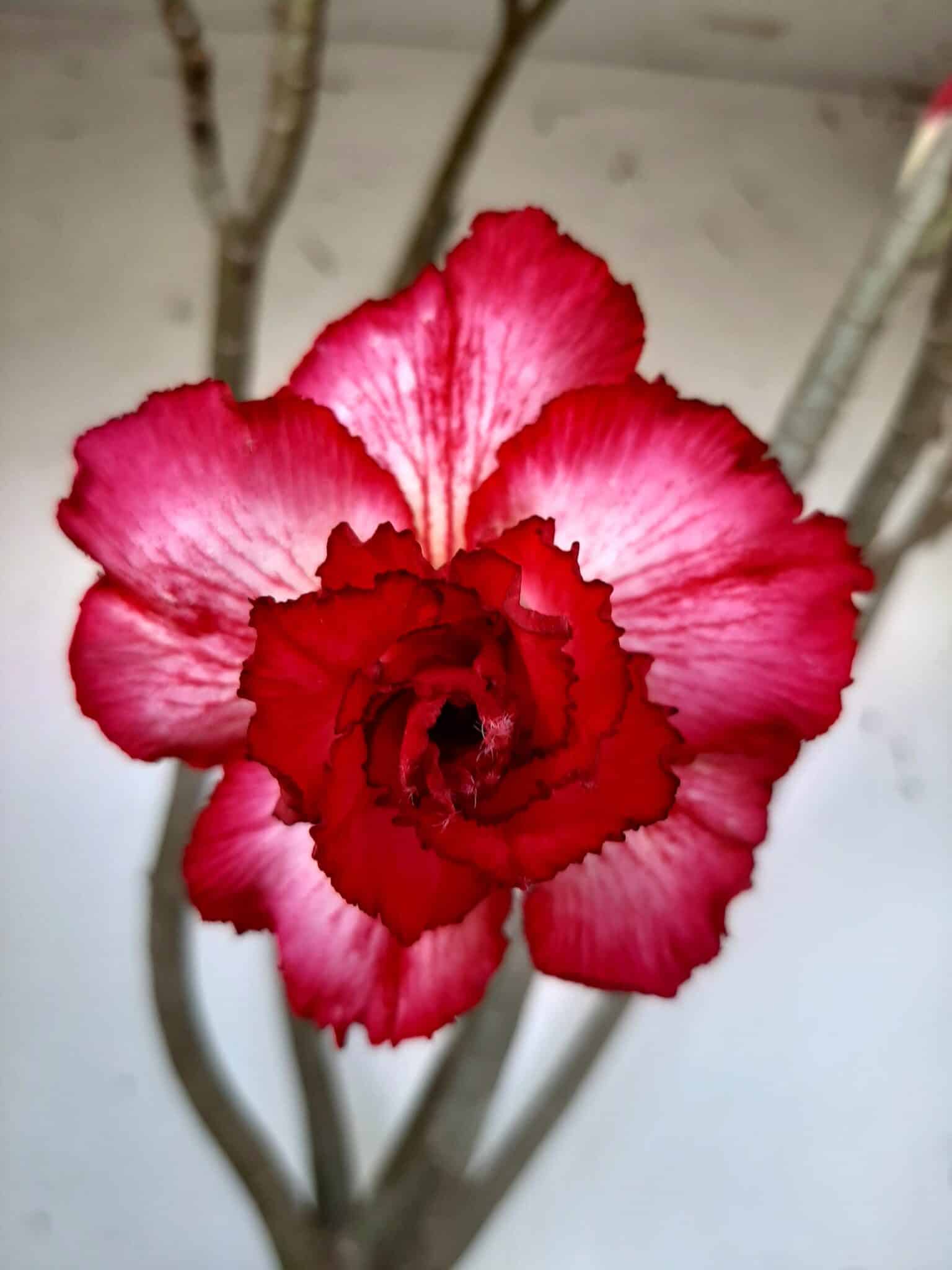 Planta Dobrada 1437 – 60cm – 05 anos