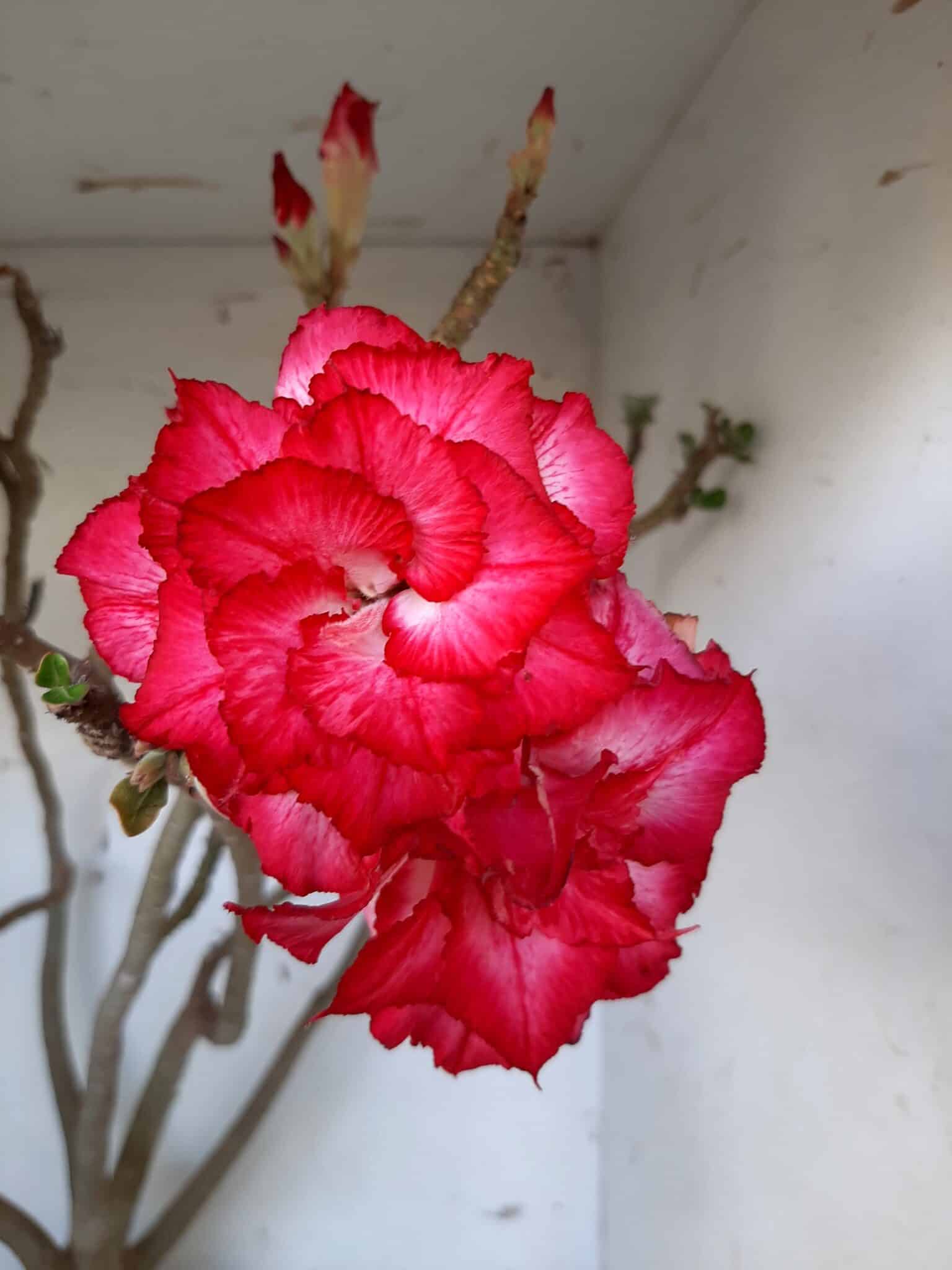 Planta Dobrada 1437 – 60cm – 05 anos