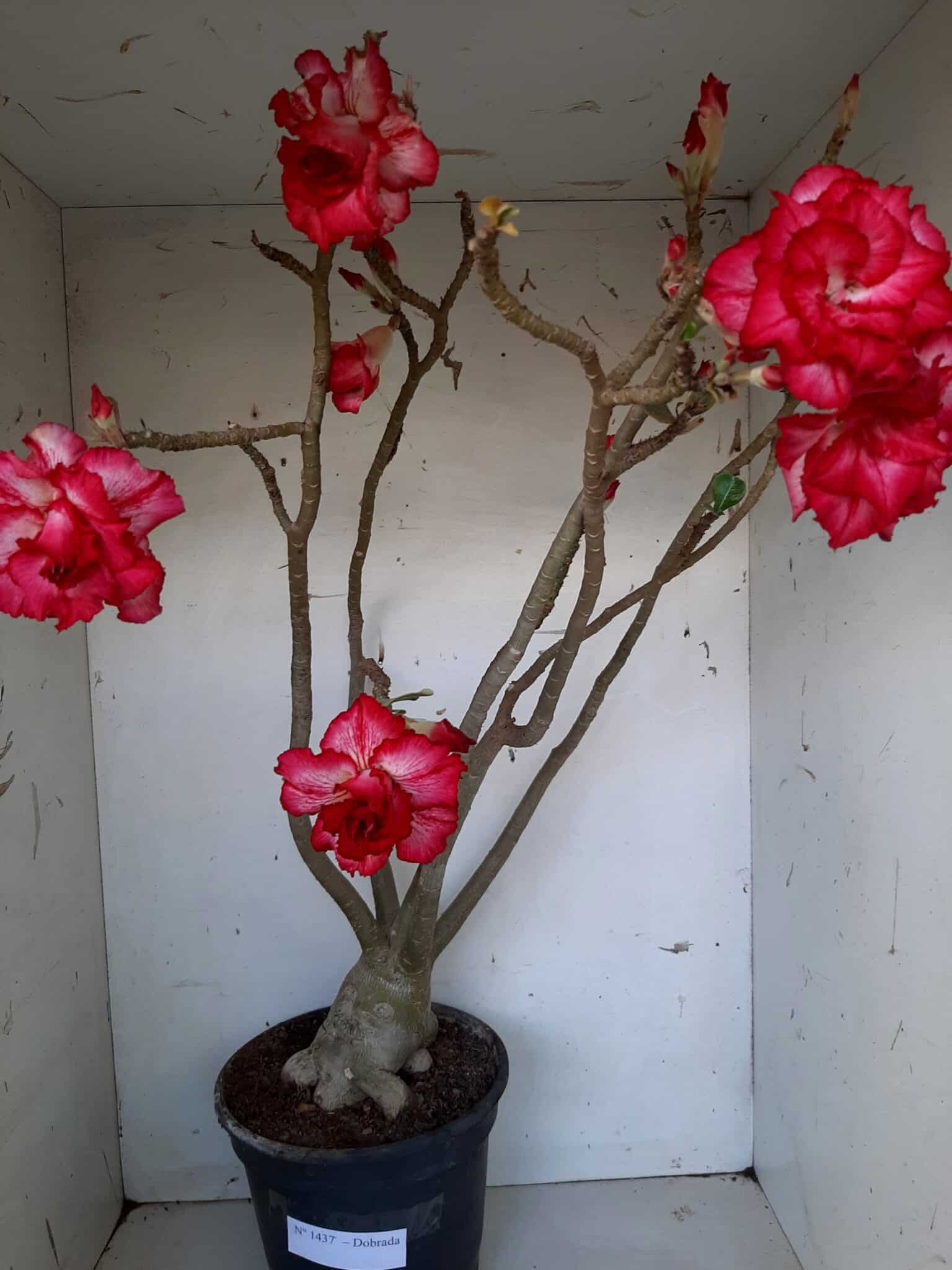 Planta Dobrada 1437 – 60cm – 05 anos
