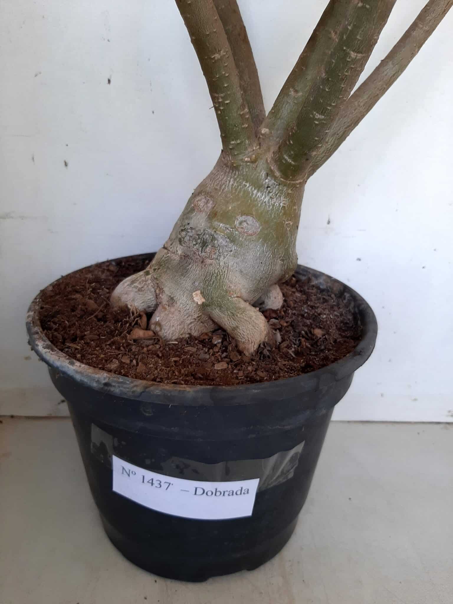 Planta Dobrada 1437 – 60cm – 05 anos