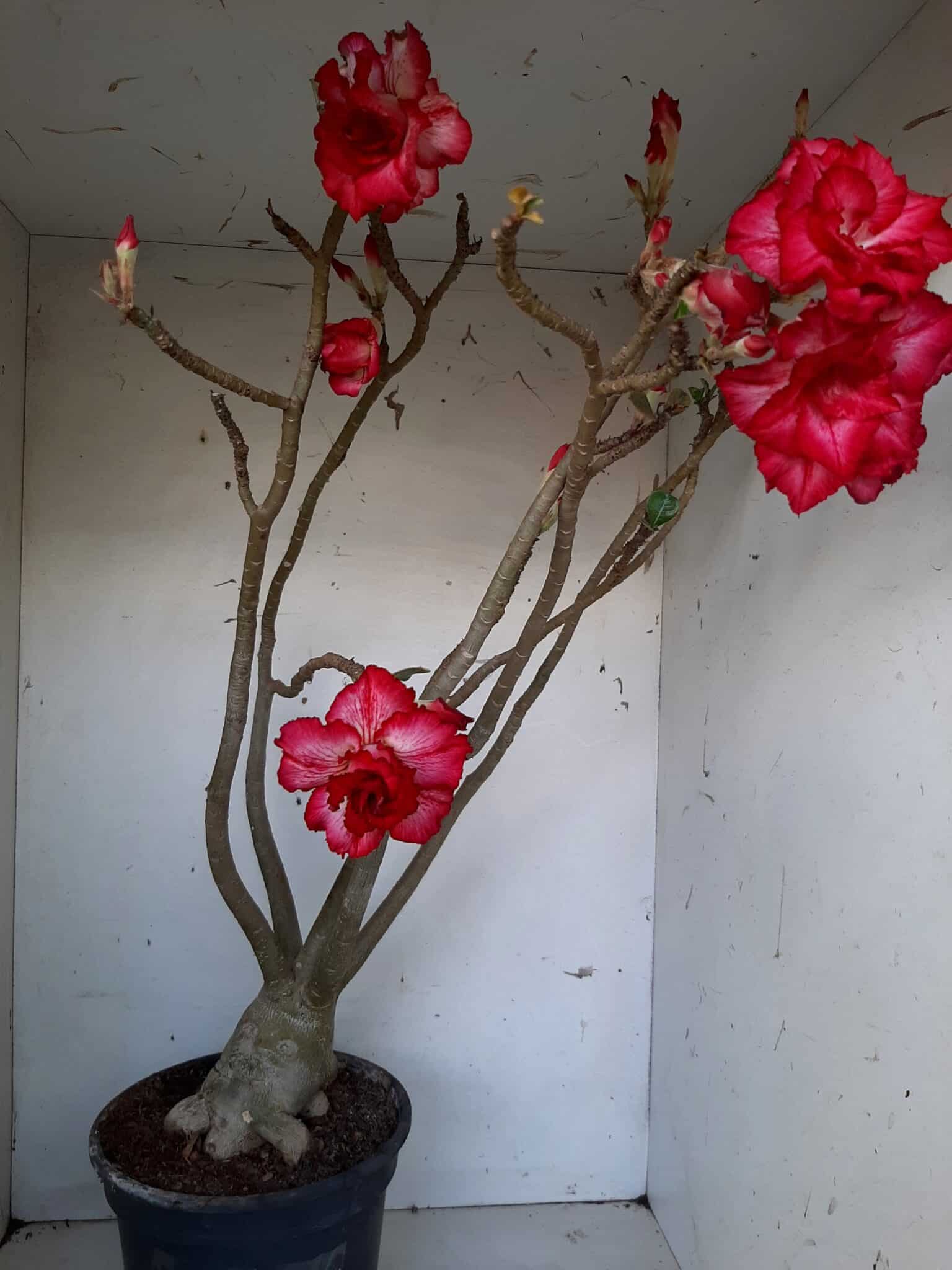 Planta Dobrada 1437 – 60cm – 05 anos