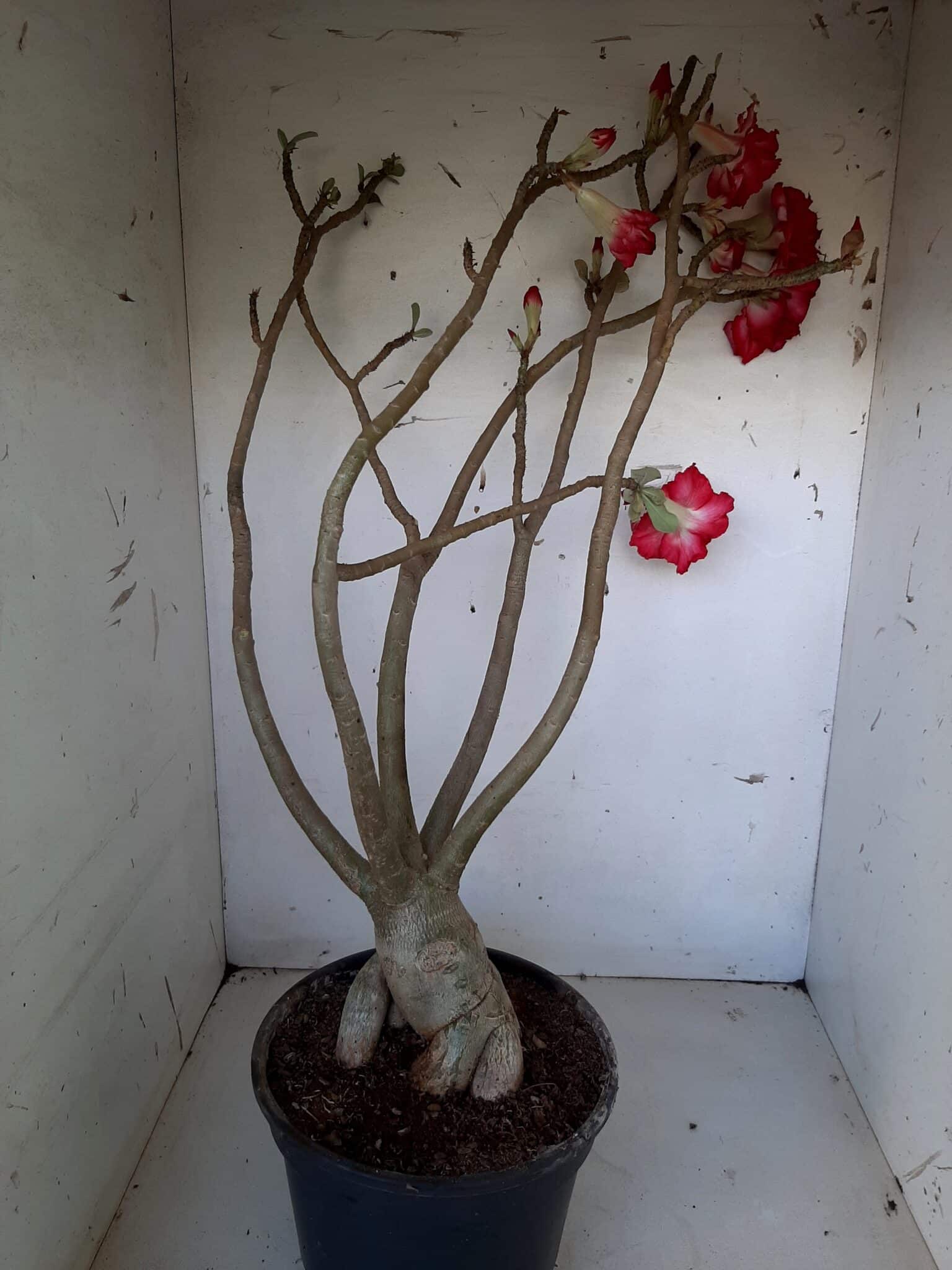 Planta Dobrada 1437 – 60cm – 05 anos