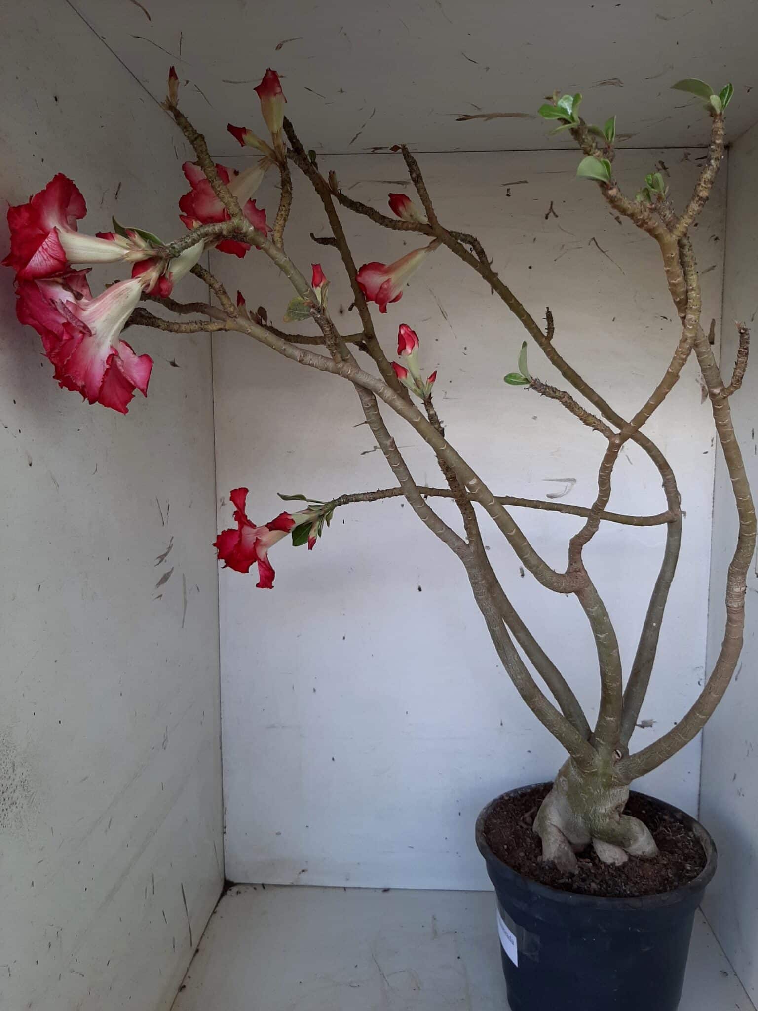 Planta Dobrada 1437 – 60cm – 05 anos