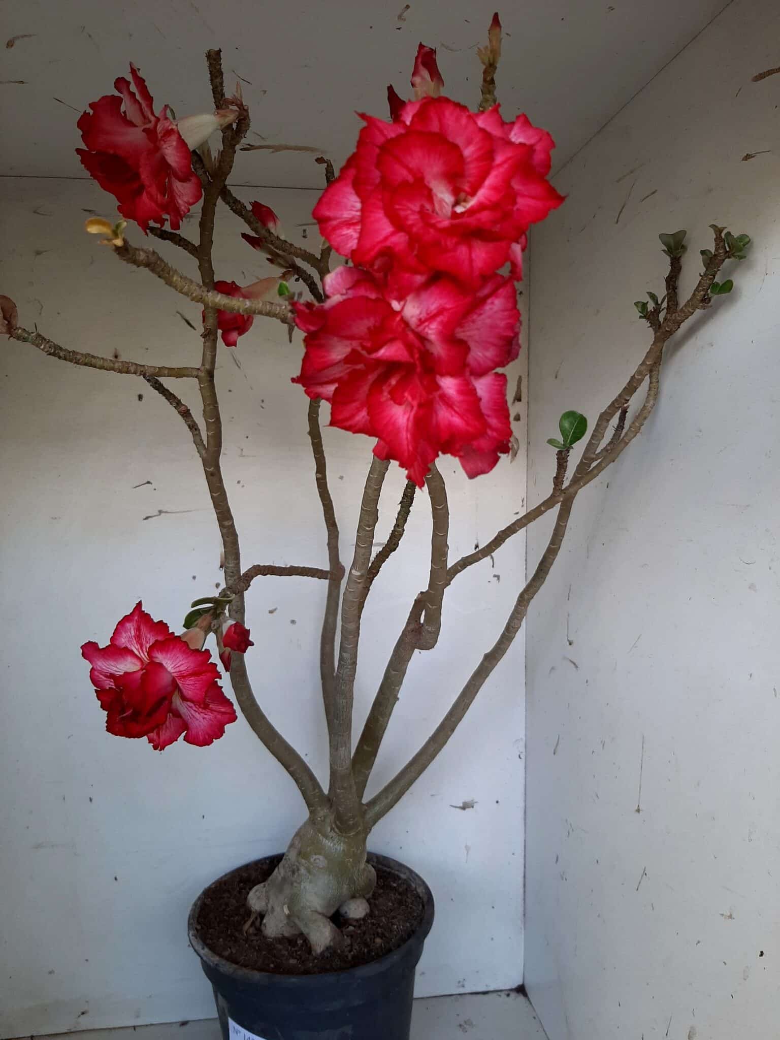 Planta Dobrada 1437 – 60cm – 05 anos