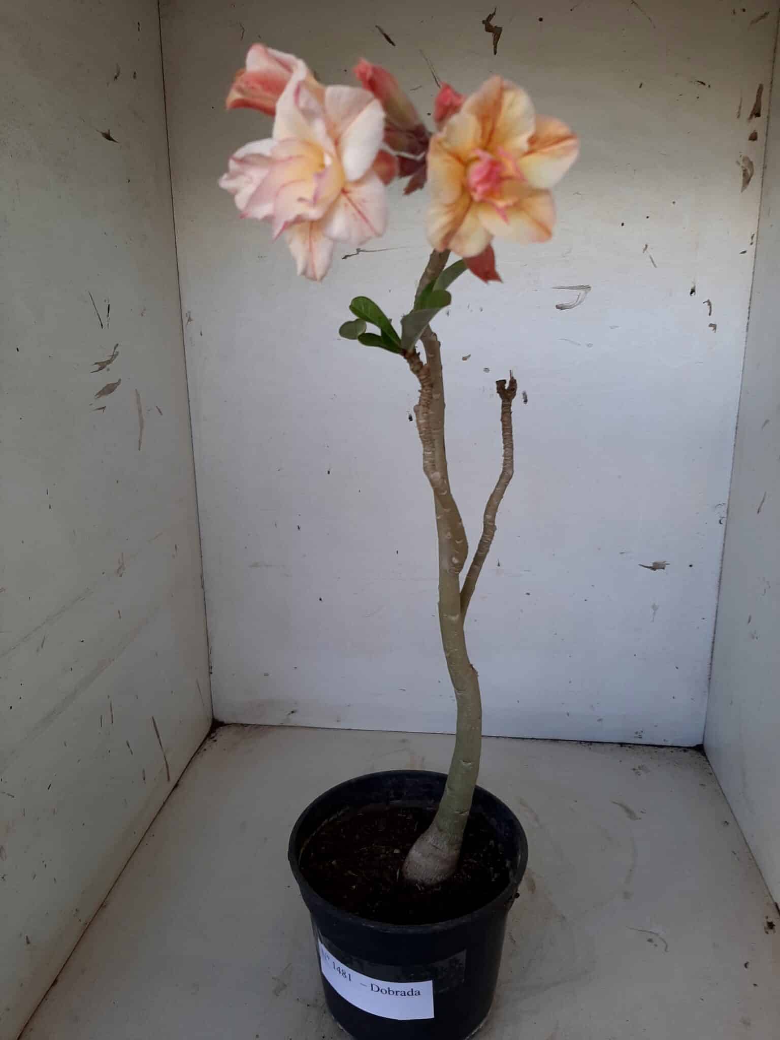 Planta Dobrada 1481 – 35cm – 02 anos