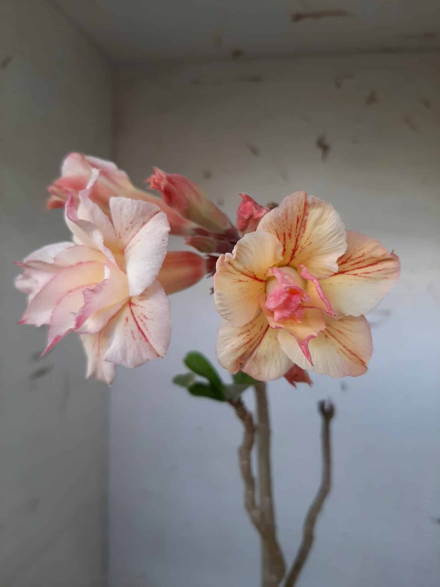 Planta Dobrada 1481 – 35cm – 02 anos