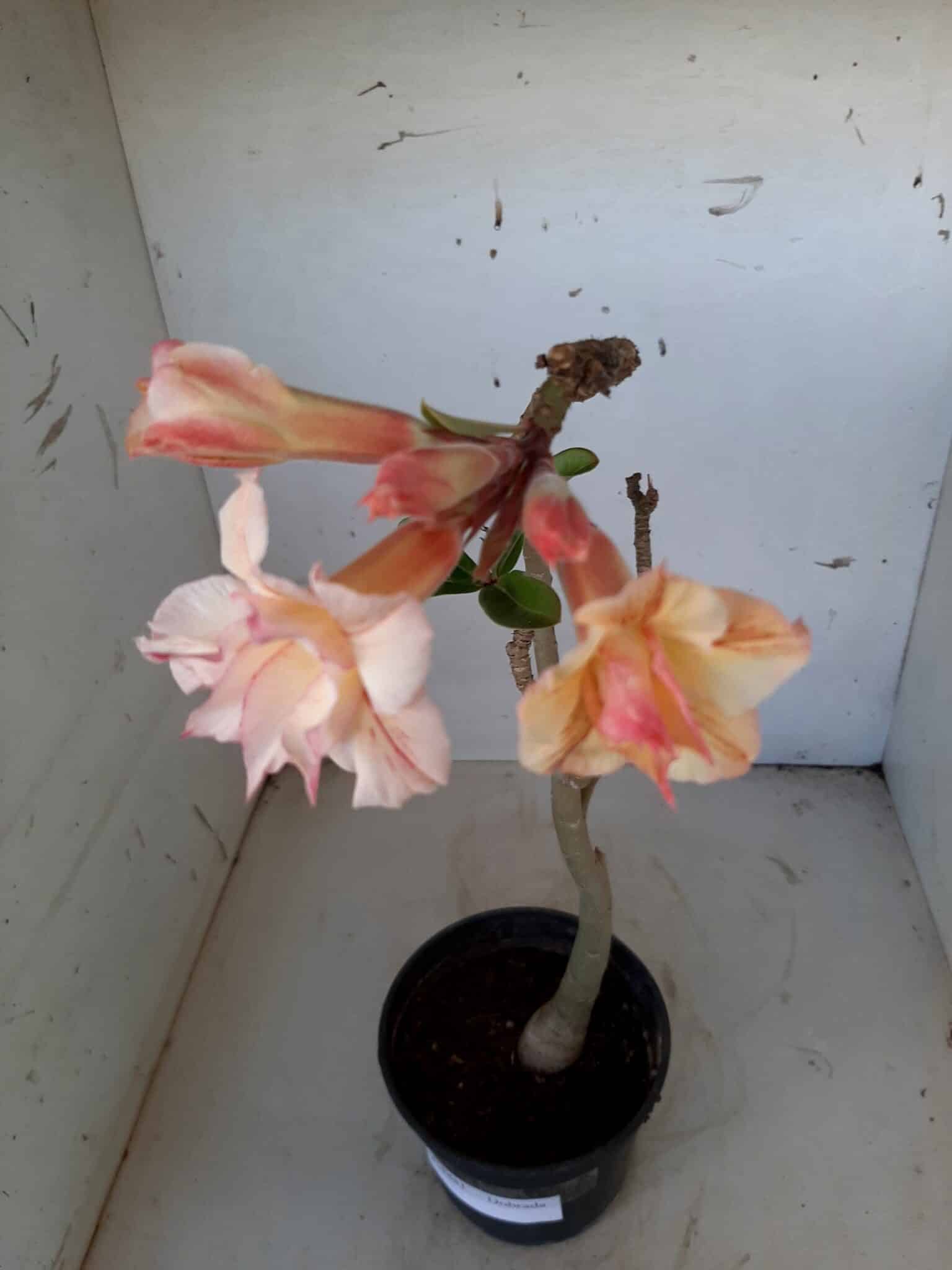 Planta Dobrada 1481 – 35cm – 02 anos