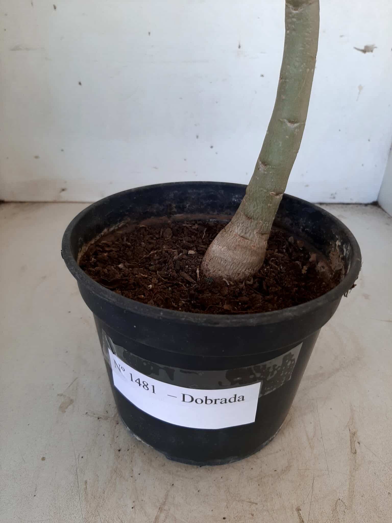 Planta Dobrada 1481 – 35cm – 02 anos