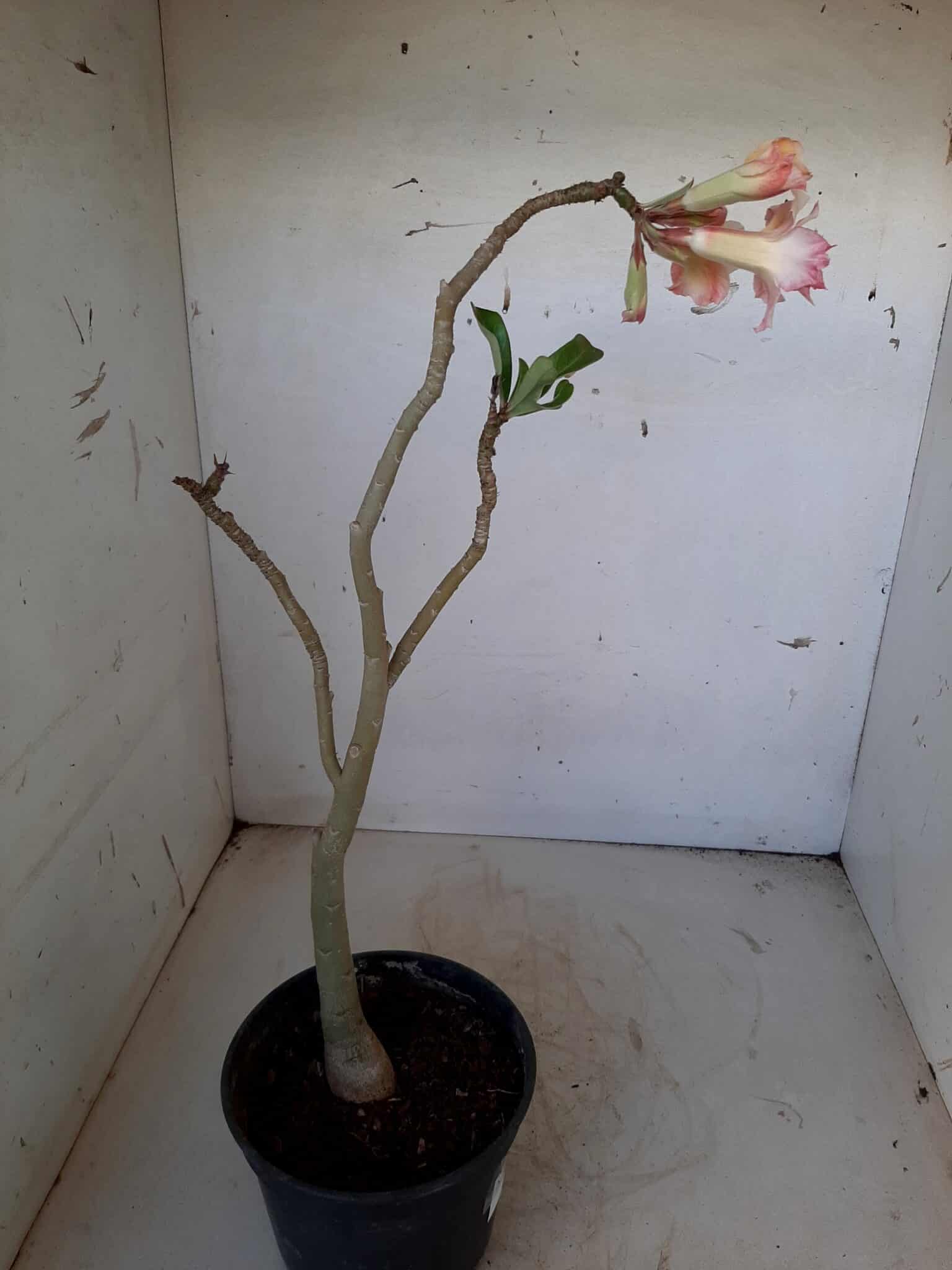 Planta Dobrada 1481 – 35cm – 02 anos