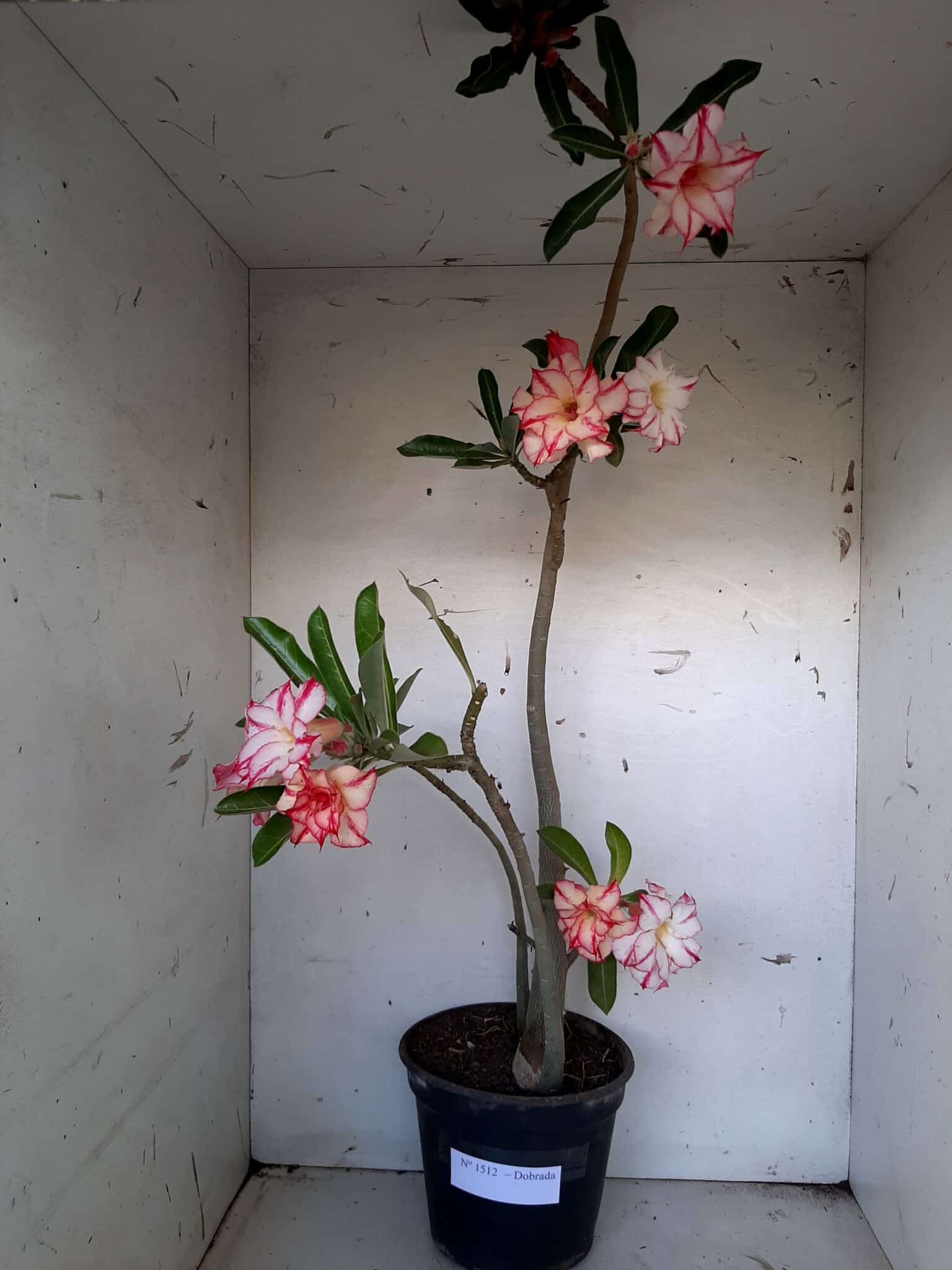 Planta Dobrada 1512 – 60cm – 03 anos