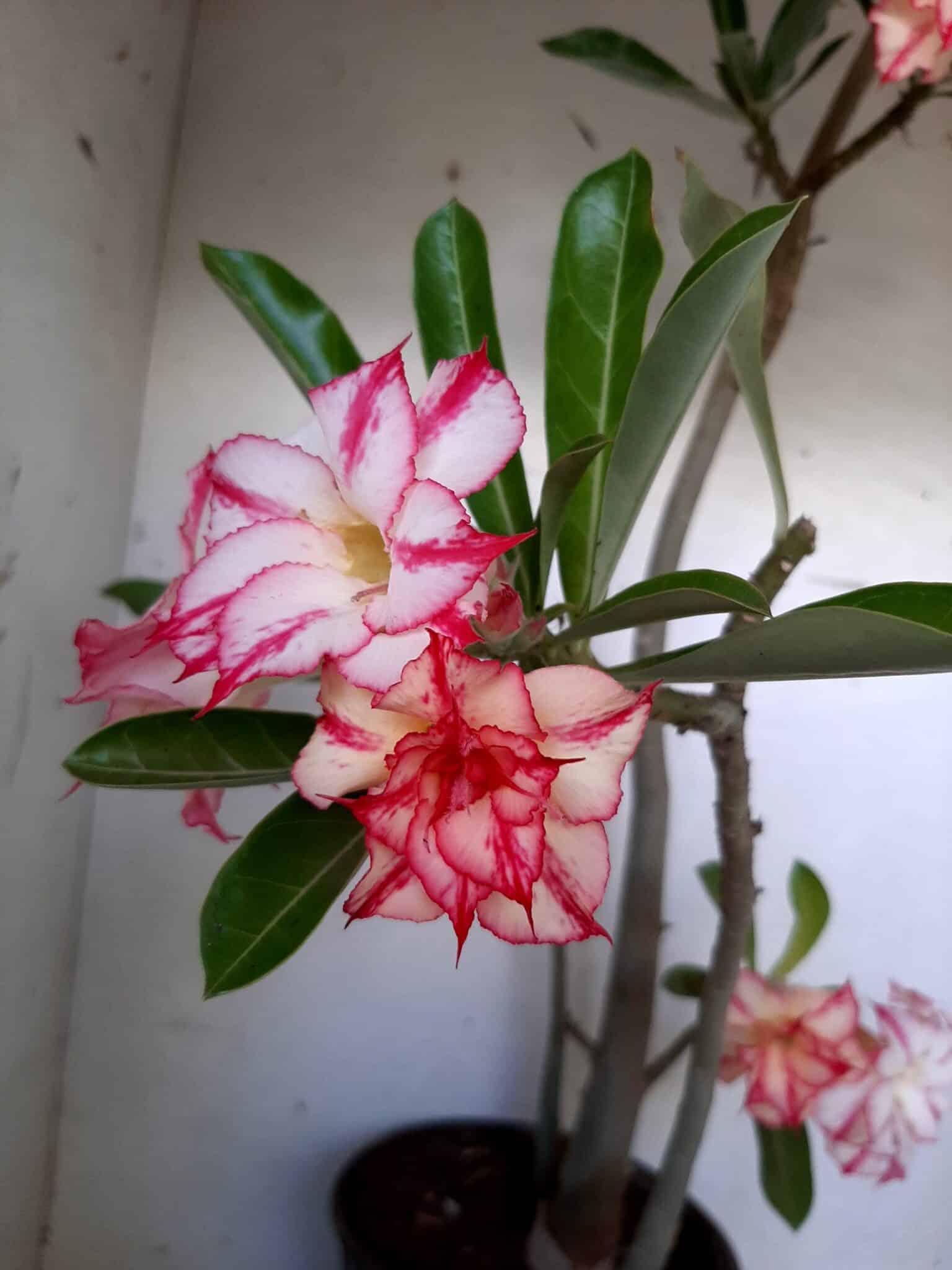 Planta Dobrada 1512 – 60cm – 03 anos