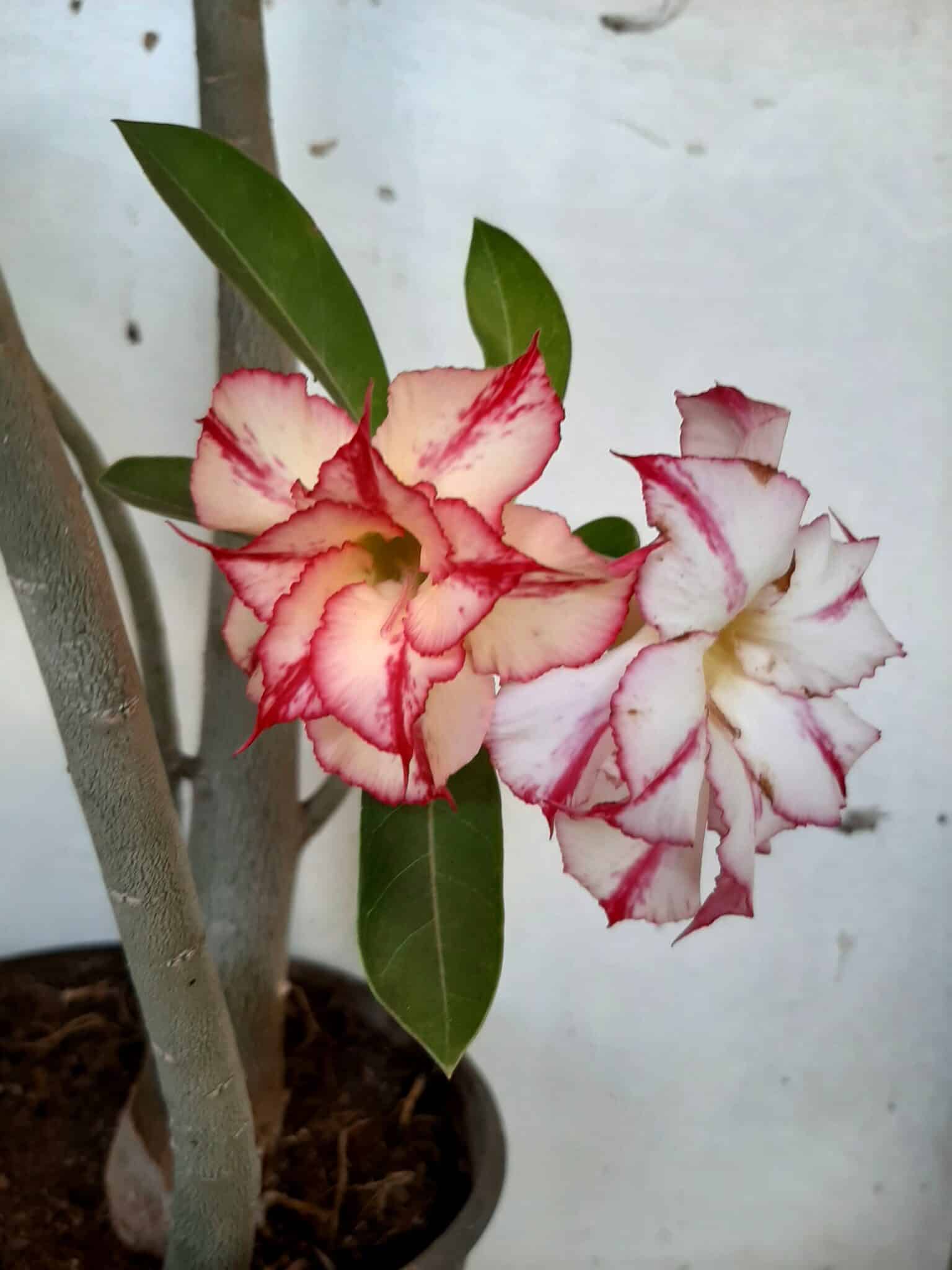 Planta Dobrada 1512 – 60cm – 03 anos