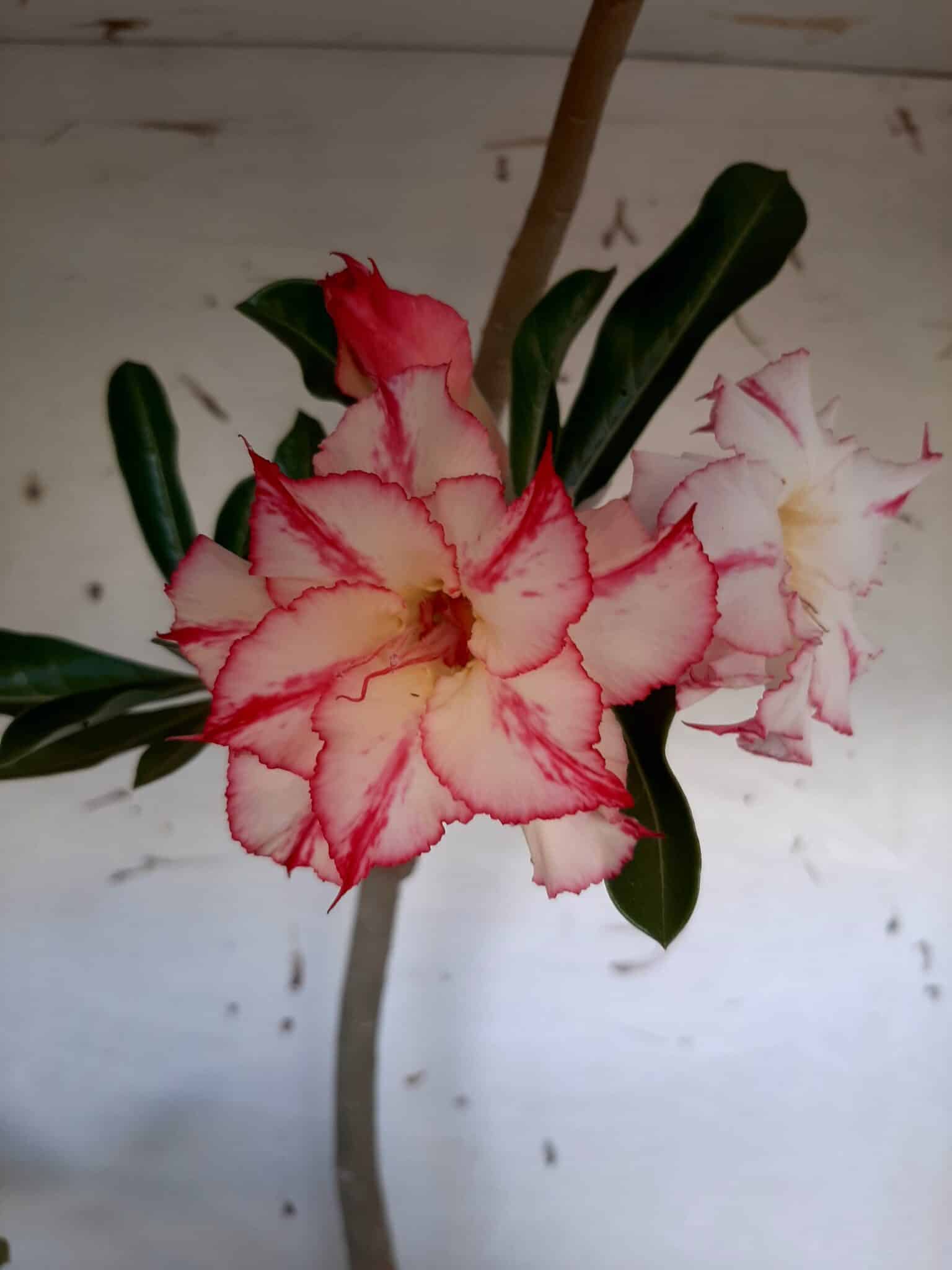 Planta Dobrada 1512 – 60cm – 03 anos