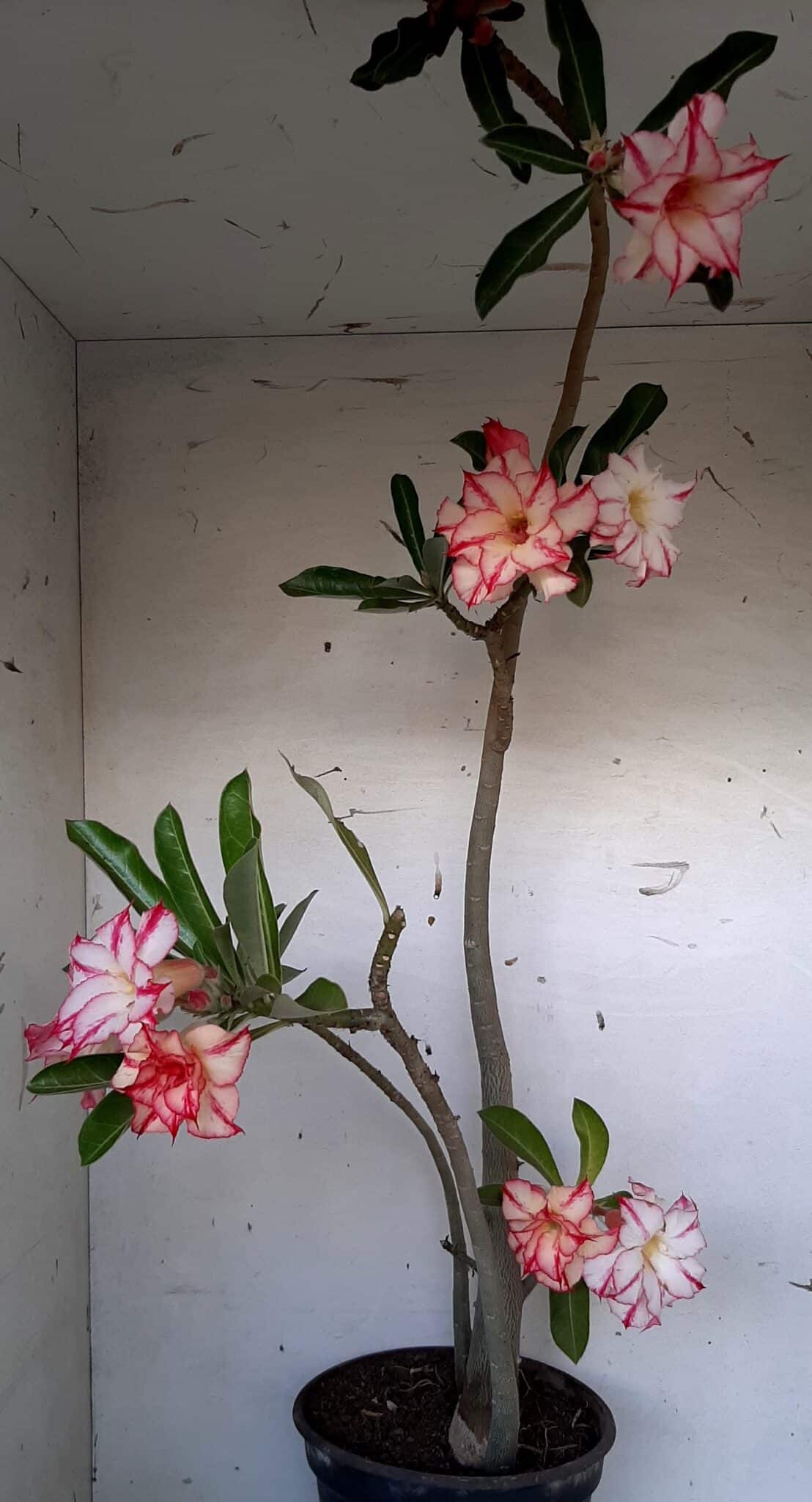 Planta Dobrada 1512 – 60cm – 03 anos