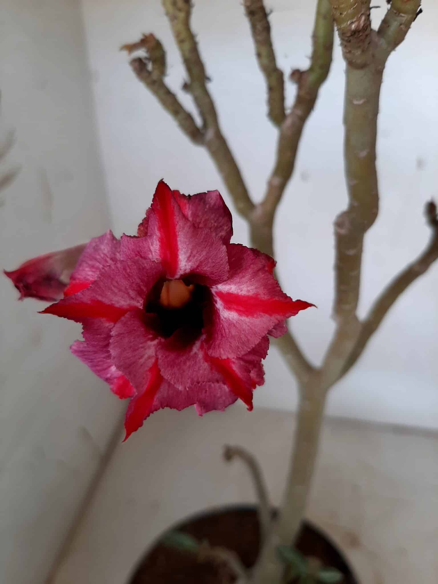 Planta Dobrada 1543 – 40cm – 03 anos
