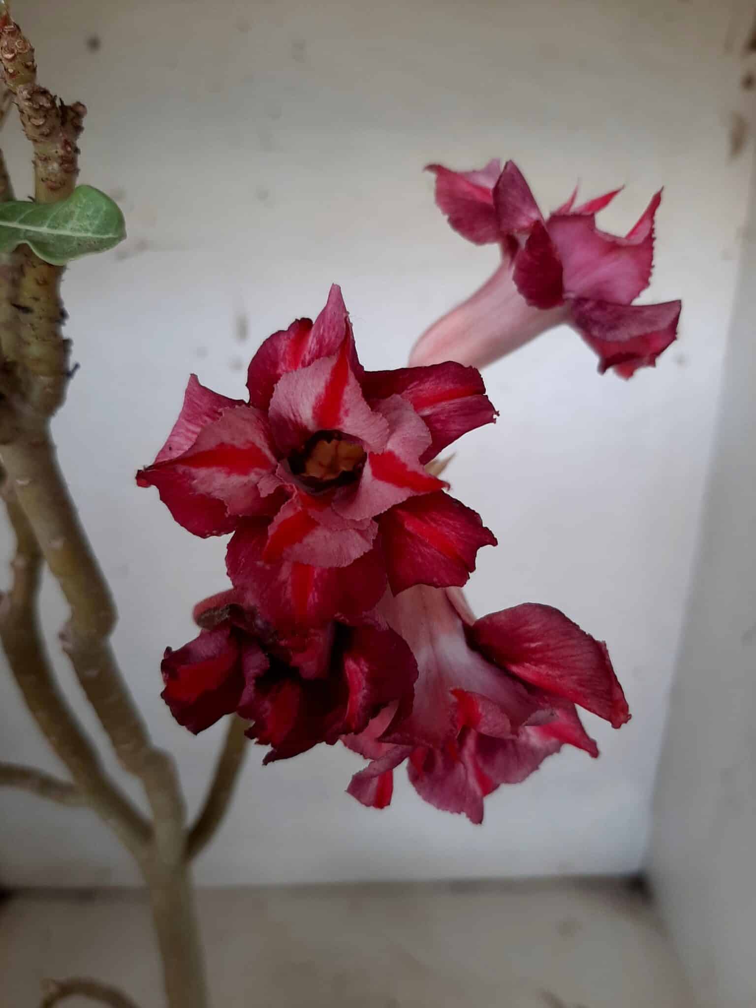 Planta Dobrada 1543 – 40cm – 03 anos