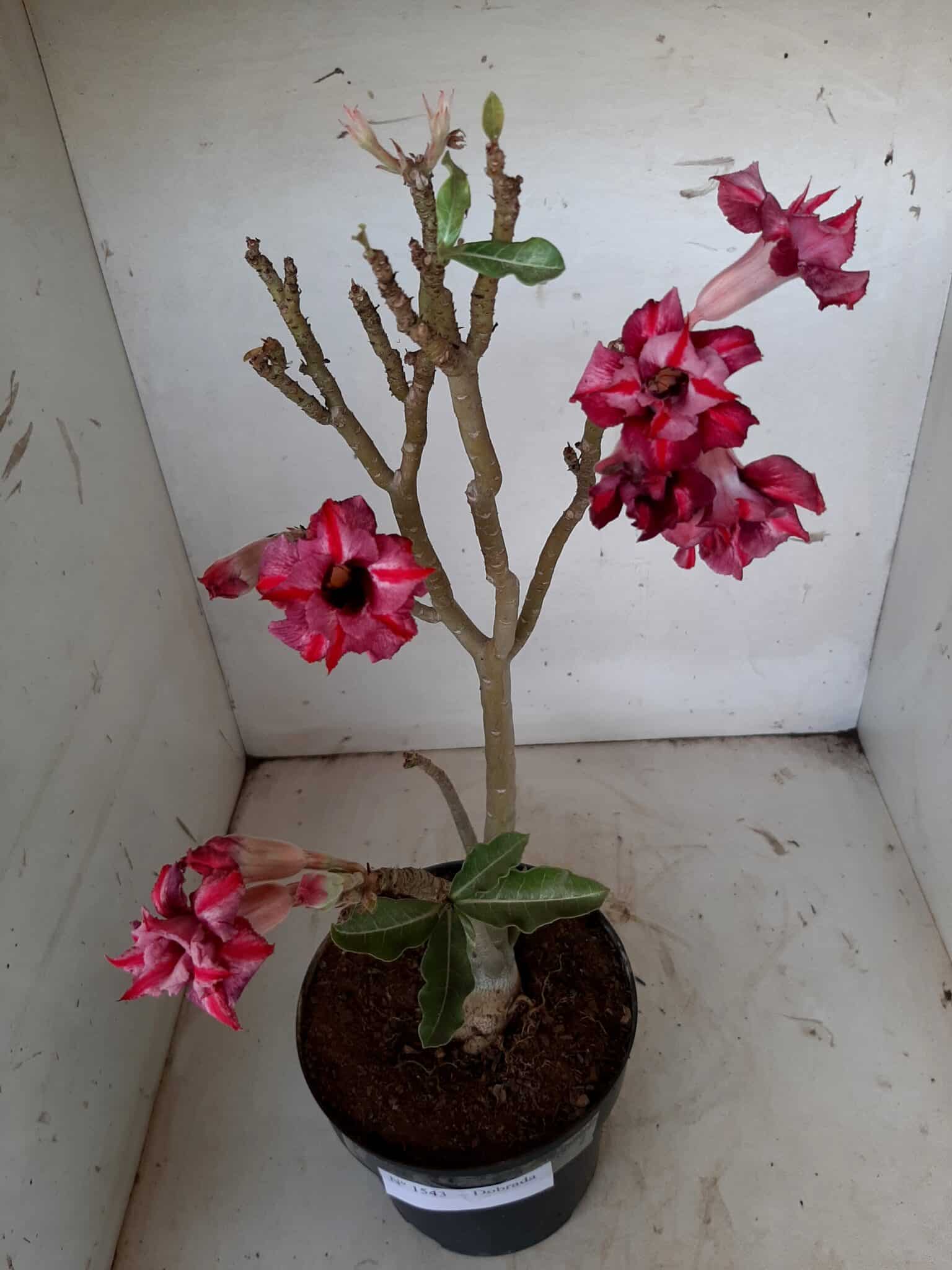 Planta Dobrada 1543 – 40cm – 03 anos