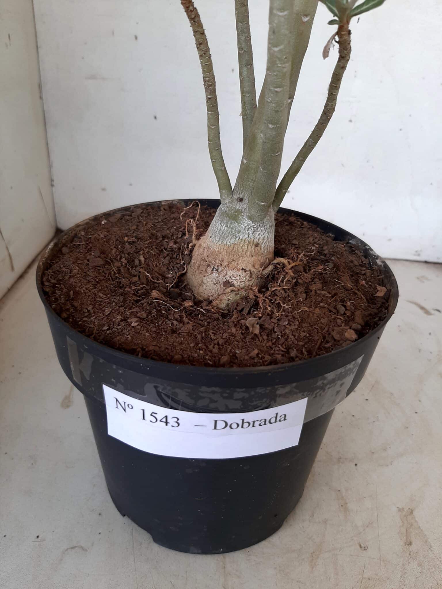 Planta Dobrada 1543 – 40cm – 03 anos