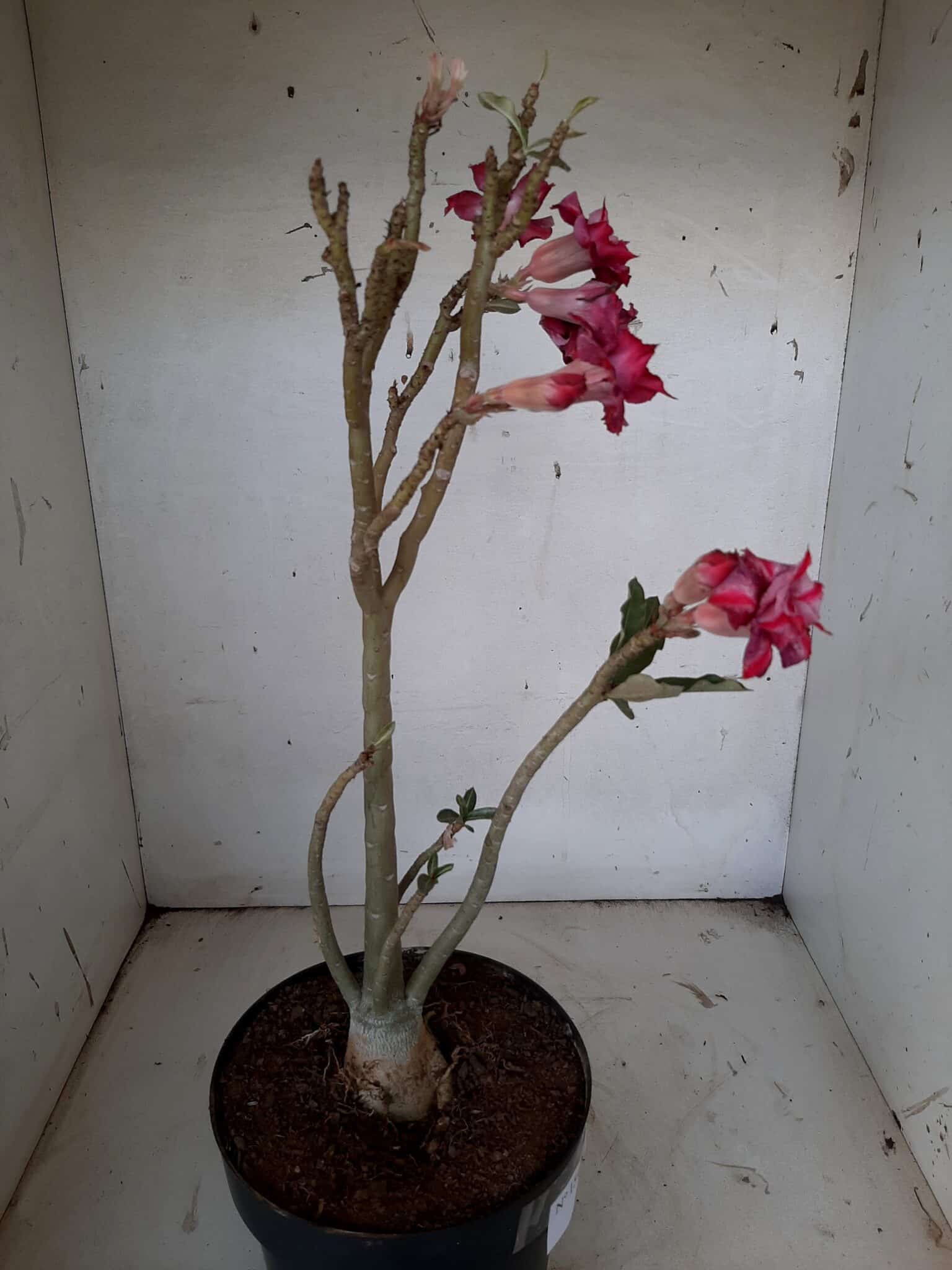Planta Dobrada 1543 – 40cm – 03 anos