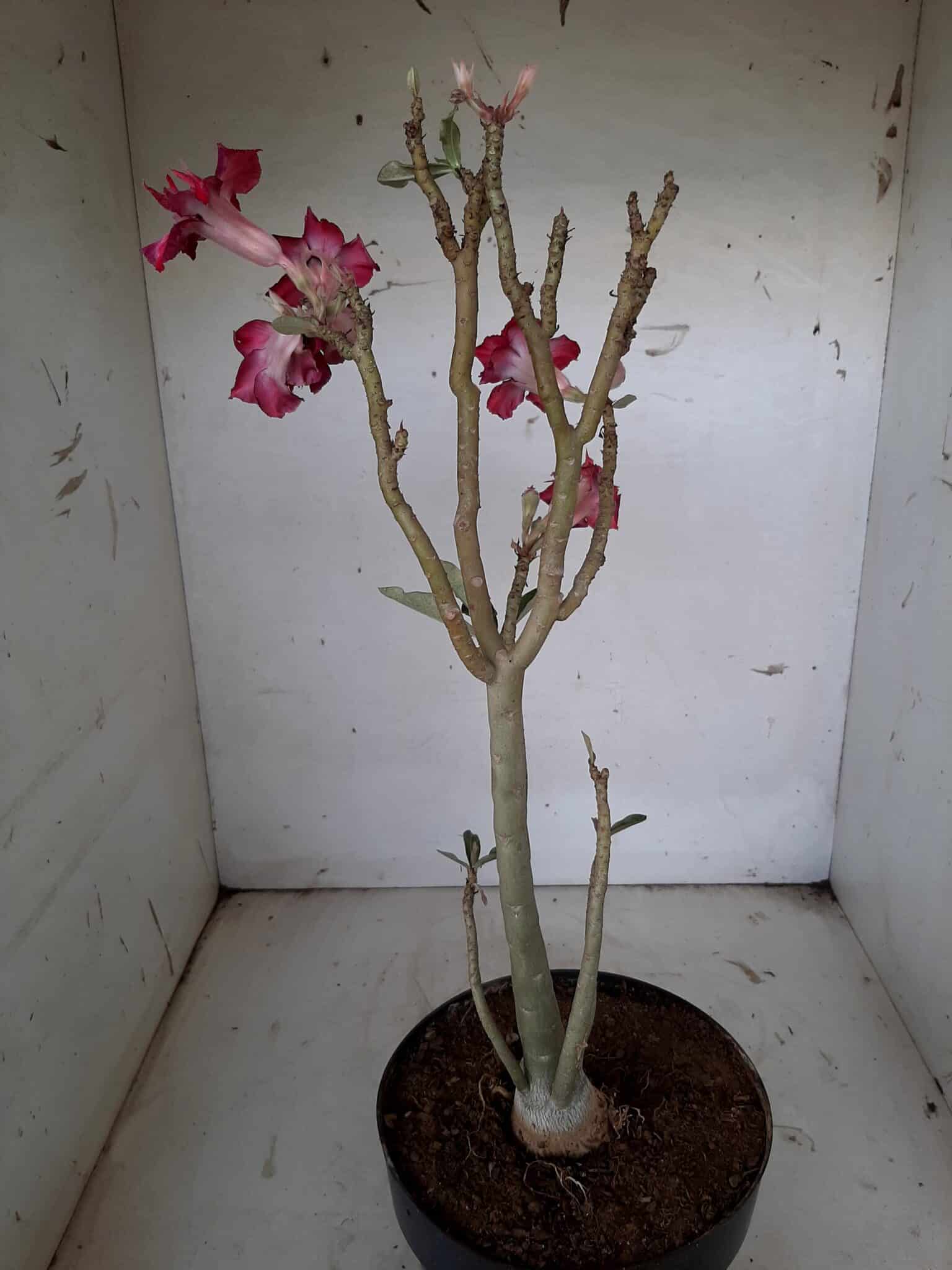 Planta Dobrada 1543 – 40cm – 03 anos