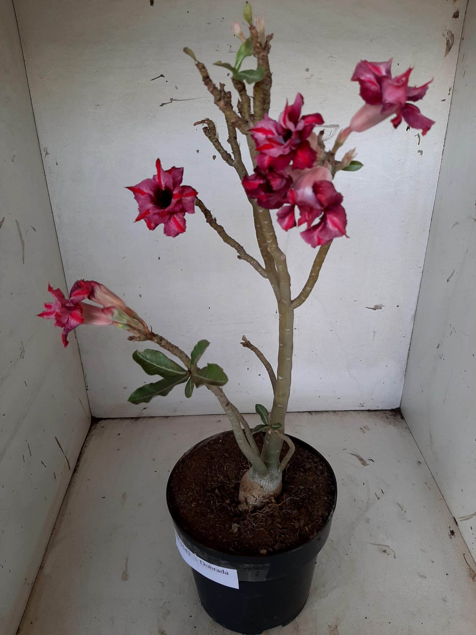 Planta Dobrada 1543 – 40cm – 03 anos
