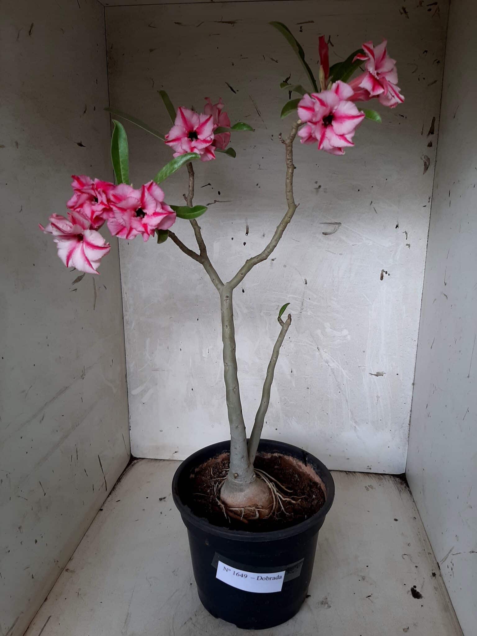 Planta Dobrada 1649 – 35cm – 02 anos