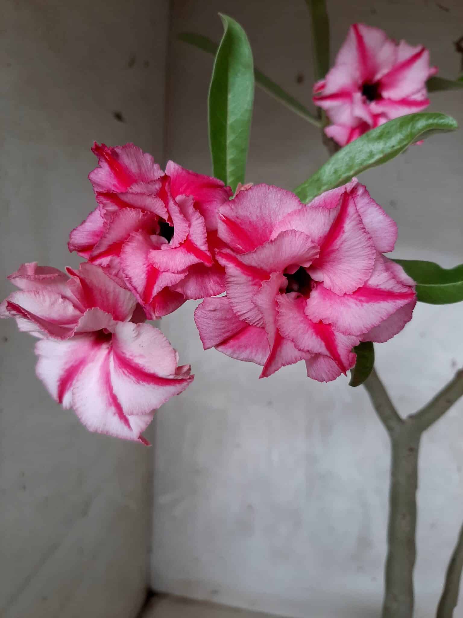 Planta Dobrada 1649 – 35cm – 02 anos