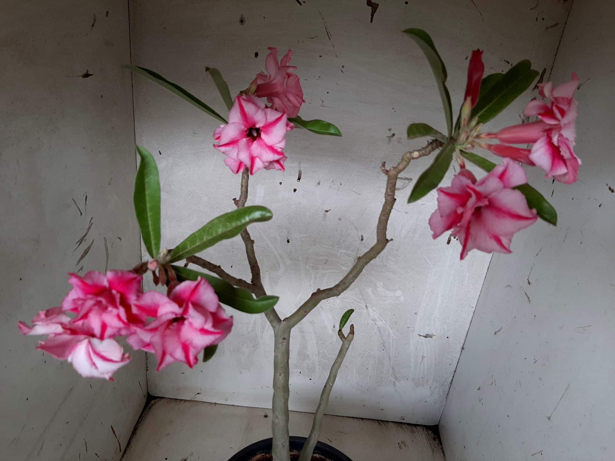 Planta Dobrada 1649 – 35cm – 02 anos