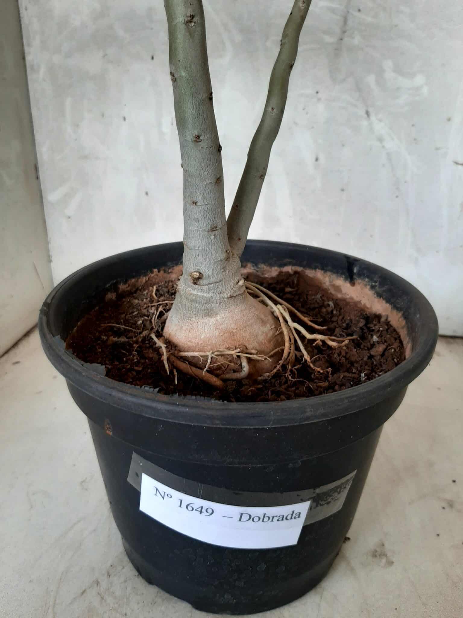 Planta Dobrada 1649 – 35cm – 02 anos