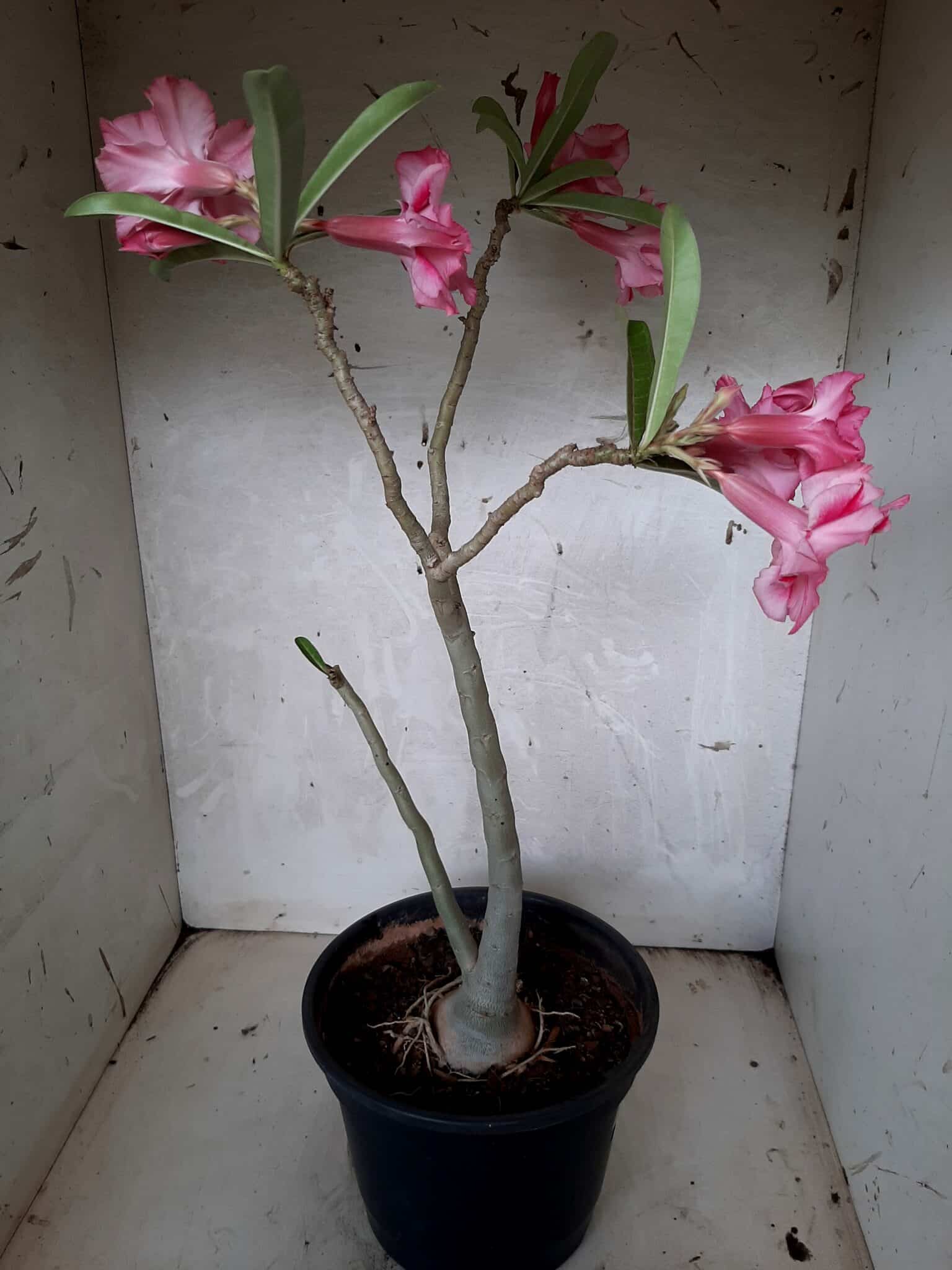 Planta Dobrada 1649 – 35cm – 02 anos