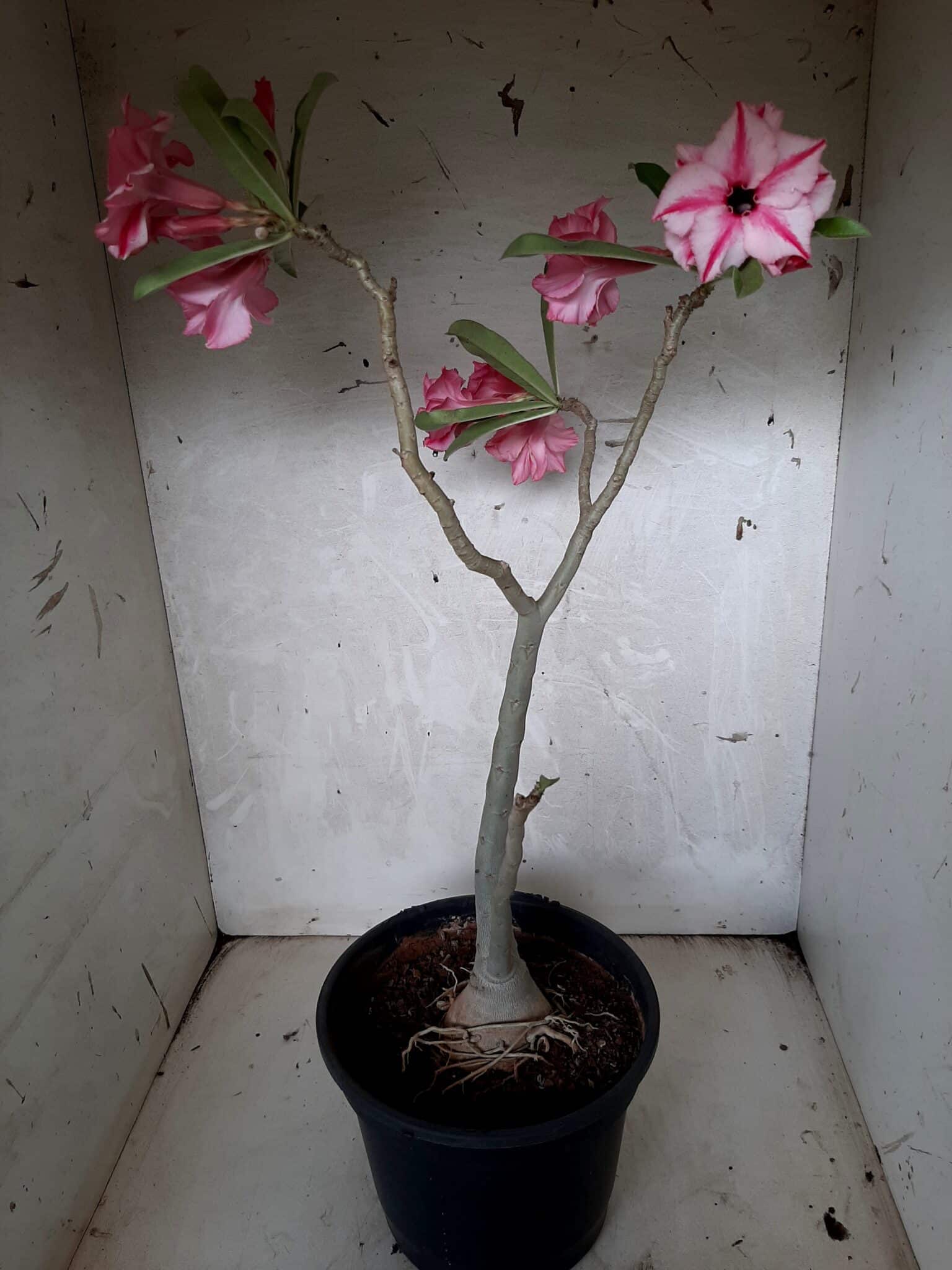 Planta Dobrada 1649 – 35cm – 02 anos