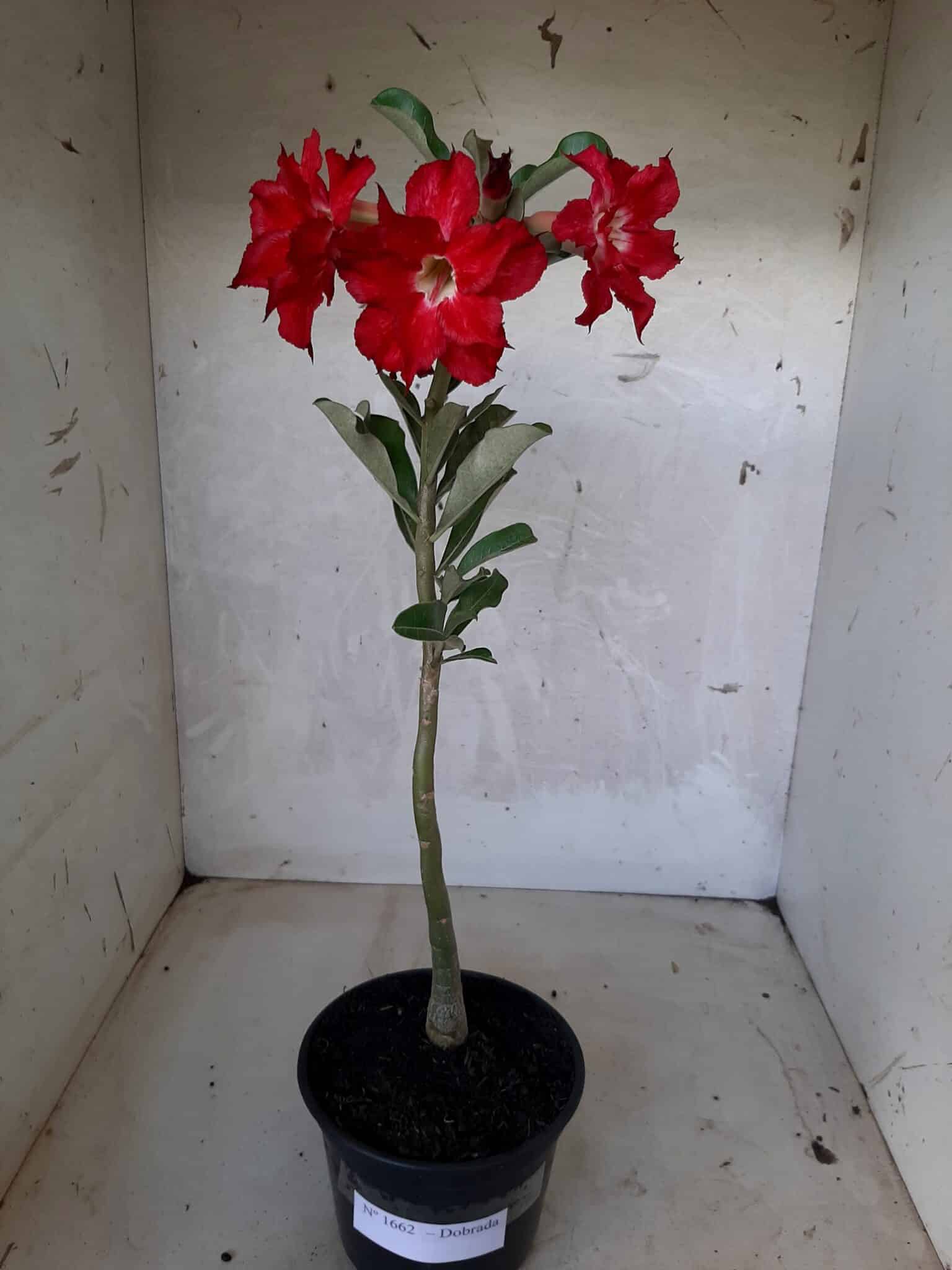 Planta Dobrada 1662 – 30cm – 01 ano